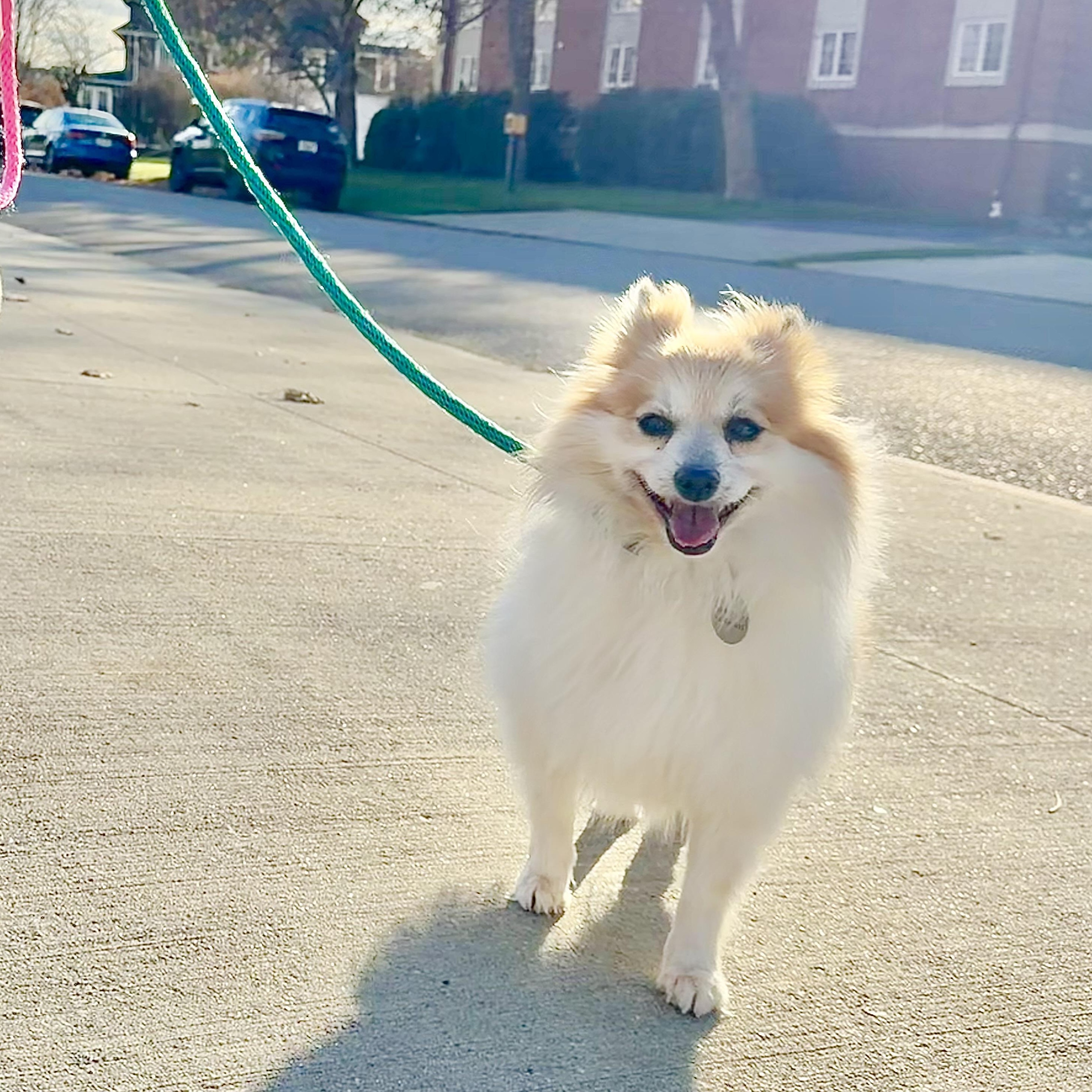 Dolly, a Adoptable Pomeranian in Buffalo, NY image 3/5