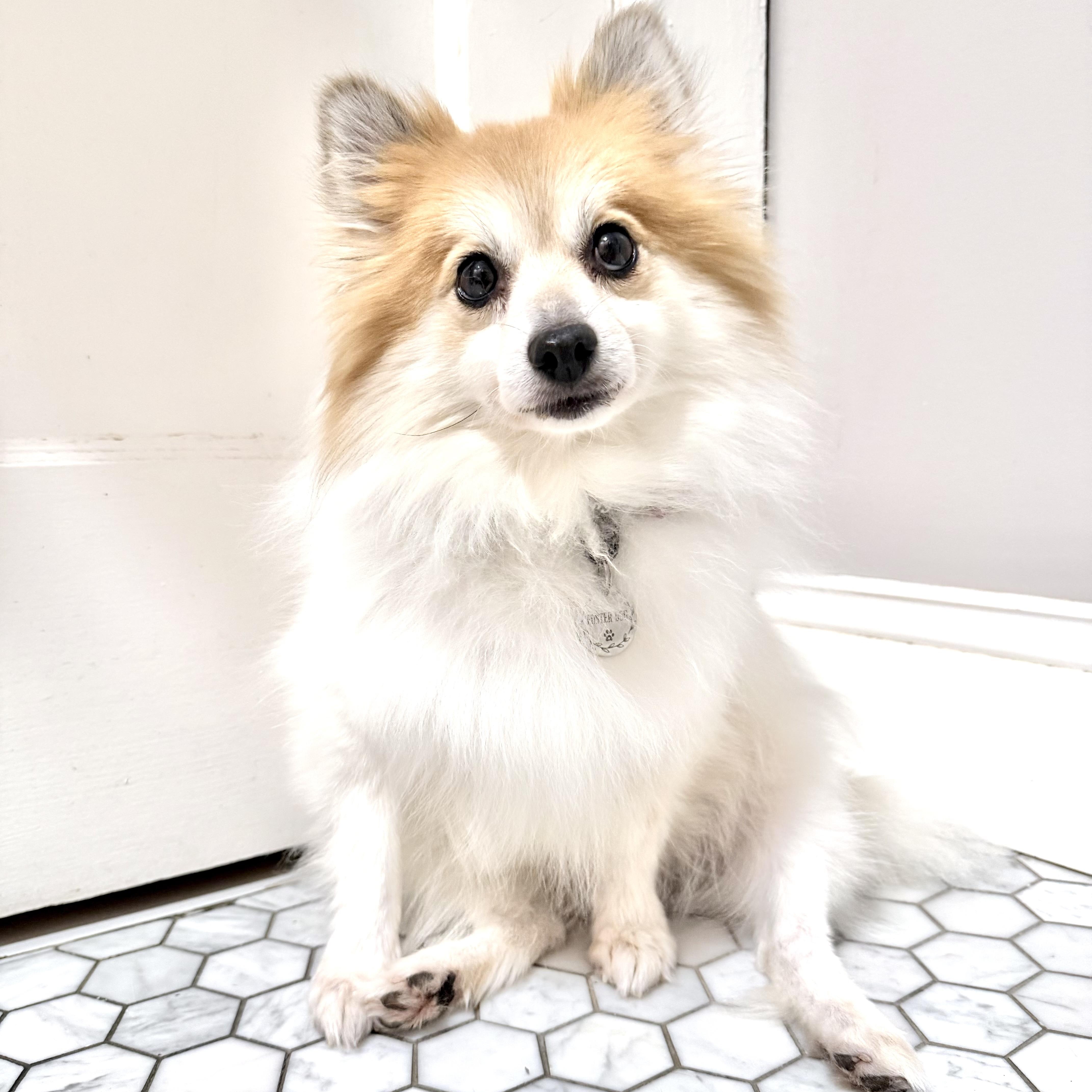 Dolly, Adoptable, Adult Female Pomeranian.