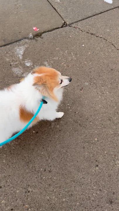 Enlarge Dolly, a Adoptable Pomeranian in Buffalo, NY video 2/5