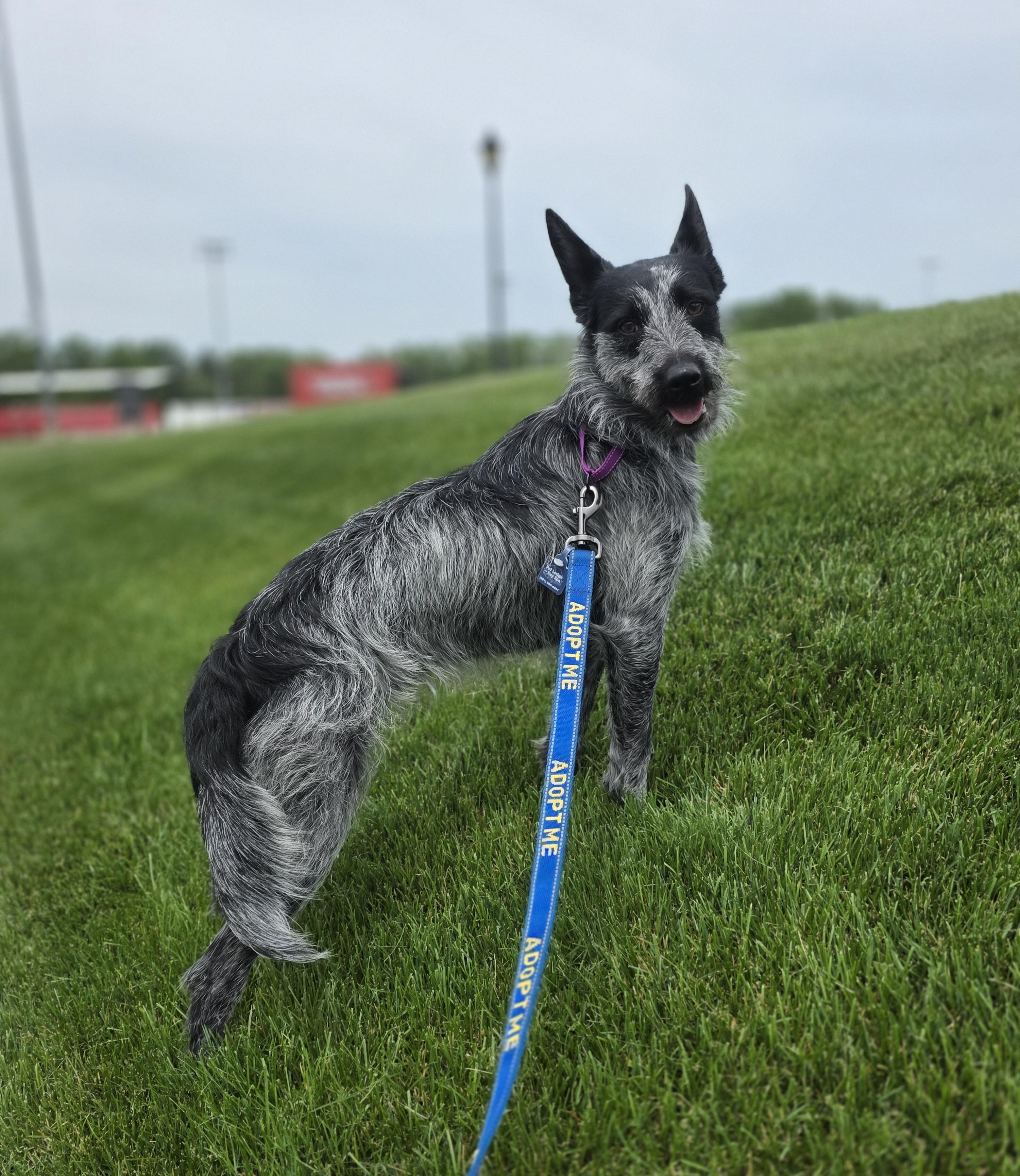 Audrey , a ADOPTABLE mixed breed in Wayne, NJ image 1/6