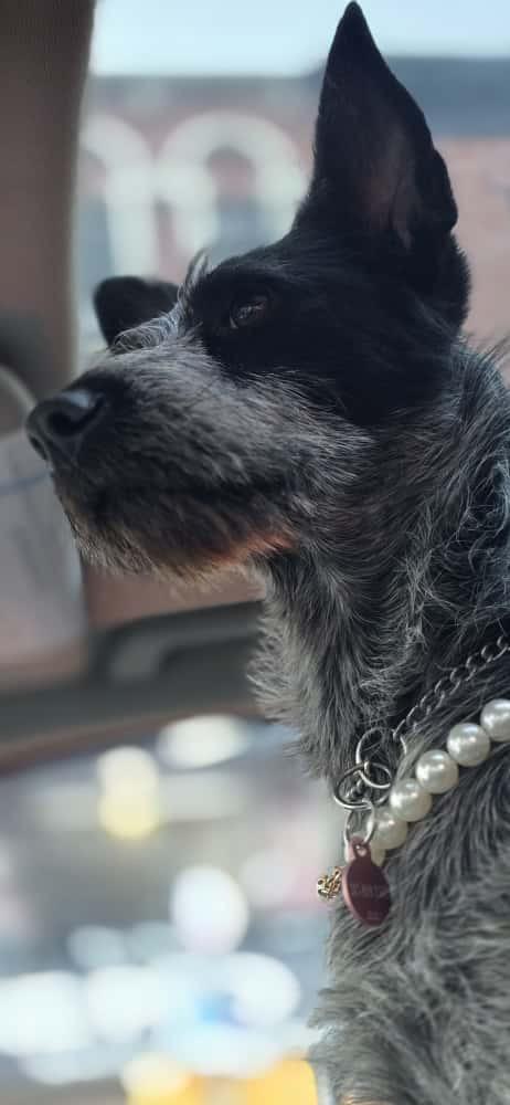 Audrey , a ADOPTABLE mixed breed in Wayne, NJ image 3/6