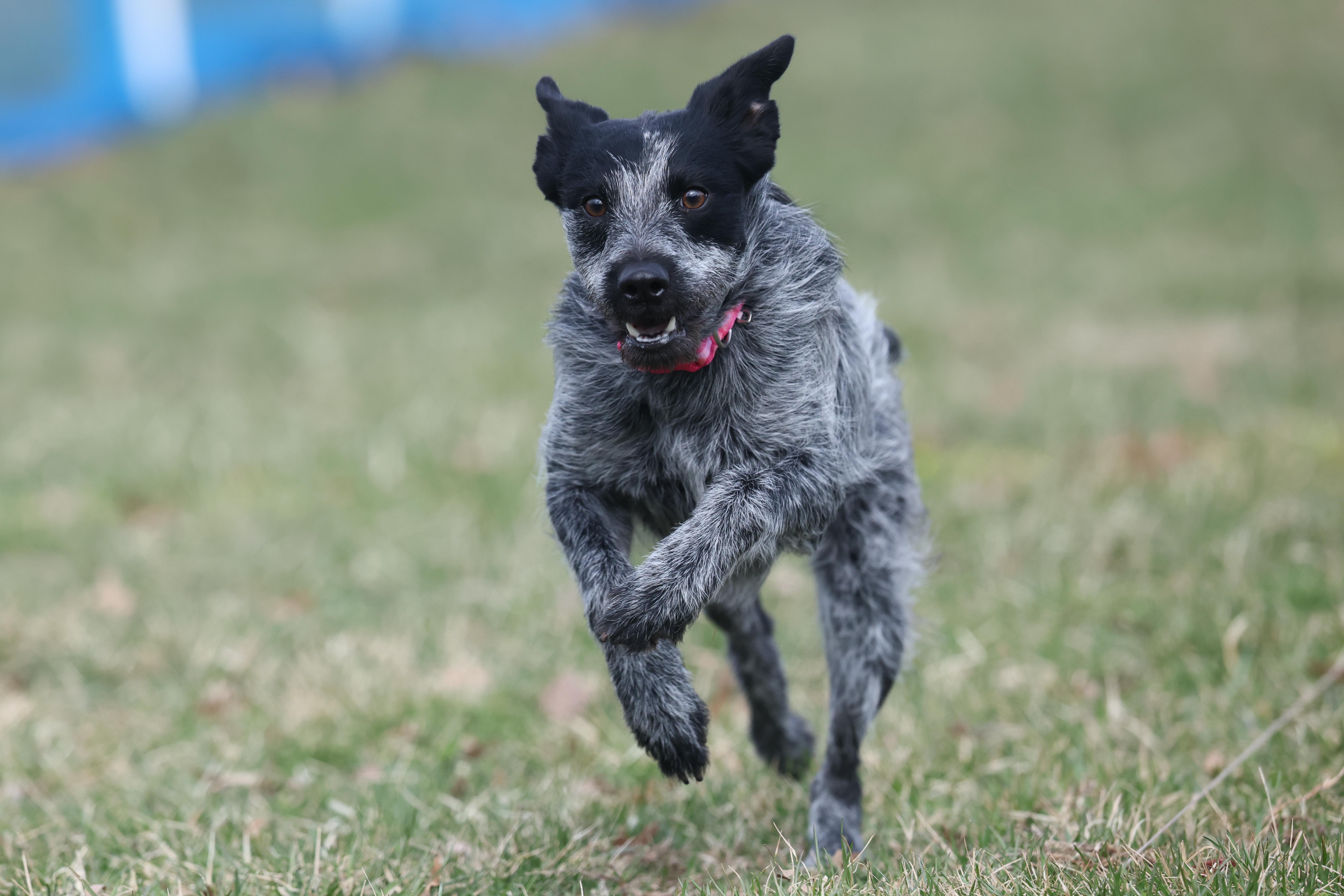 Audrey , a ADOPTABLE mixed breed in Wayne, NJ image 5/6
