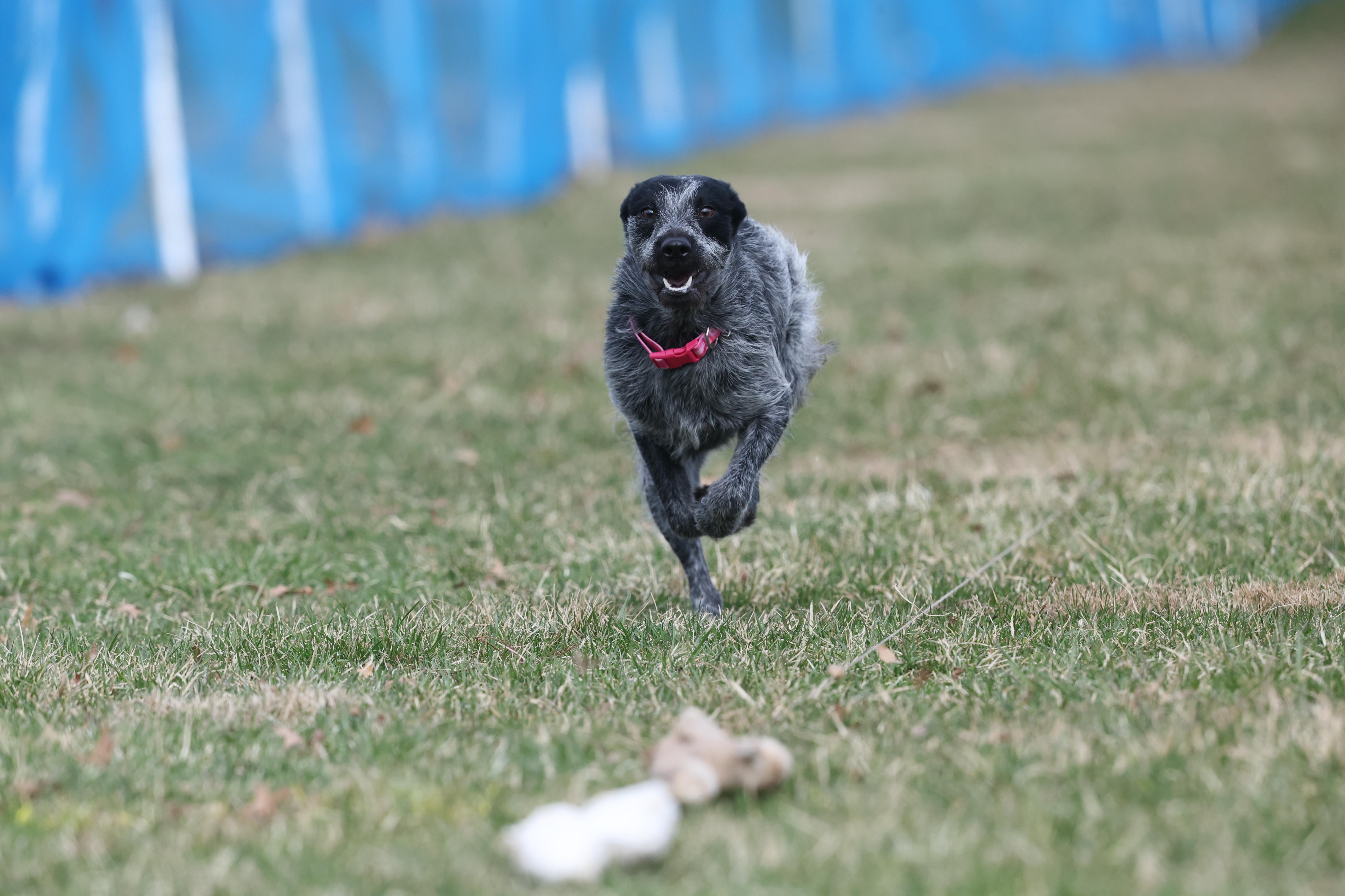 Audrey , a ADOPTABLE mixed breed in Wayne, NJ image 4/6