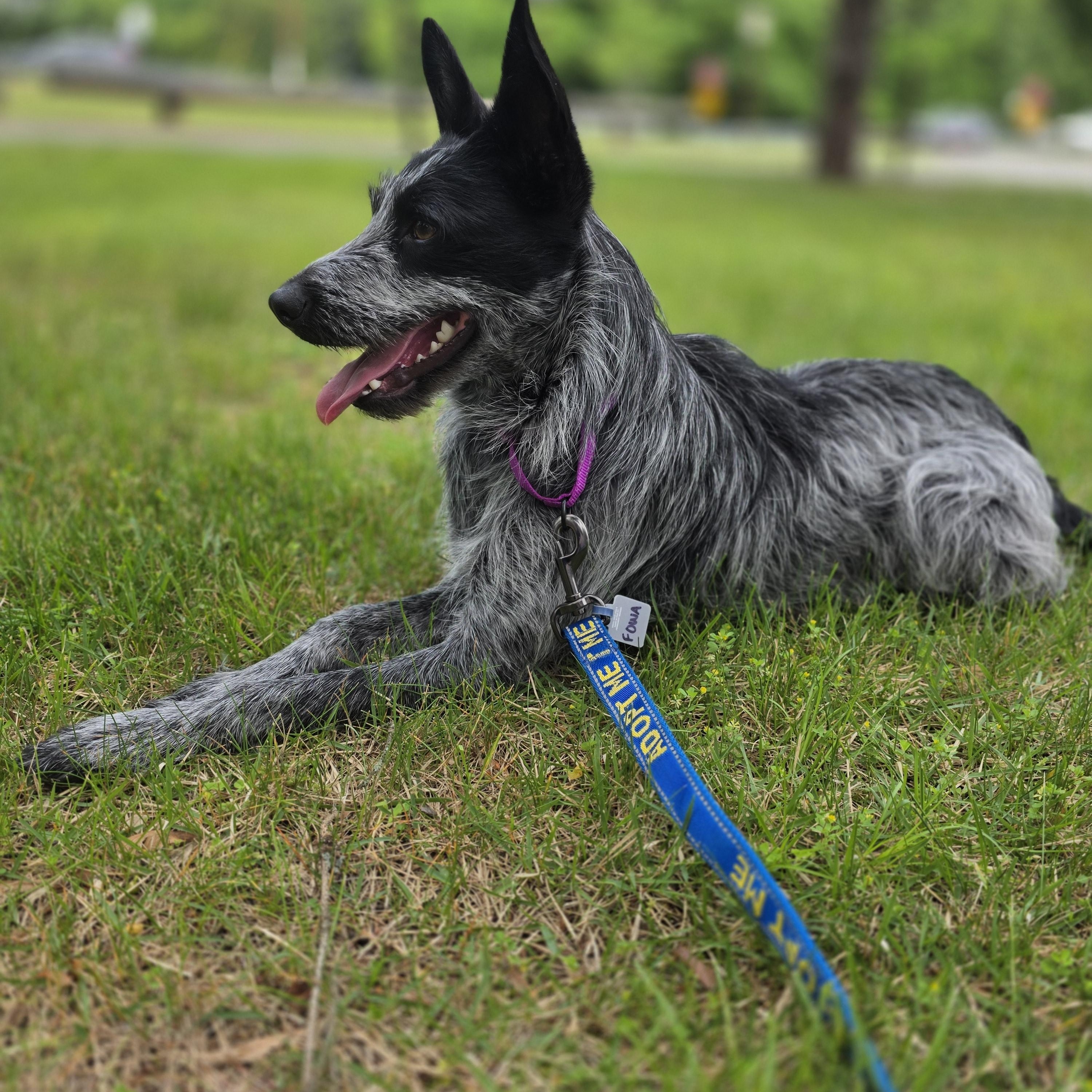 Audrey , a ADOPTABLE mixed breed in Wayne, NJ image 6/6