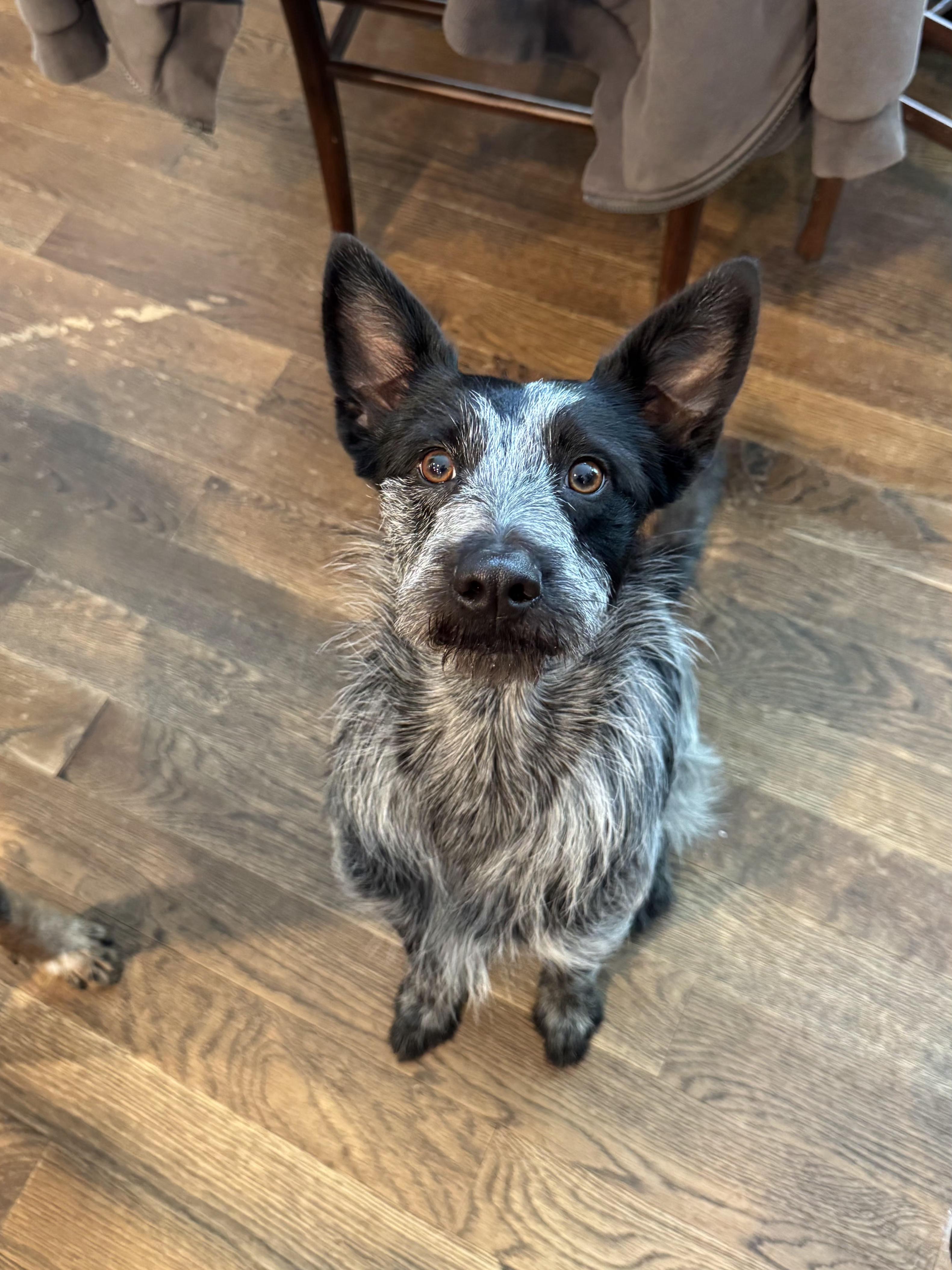Audrey , a ADOPTABLE mixed breed in Wayne, NJ image 2/6