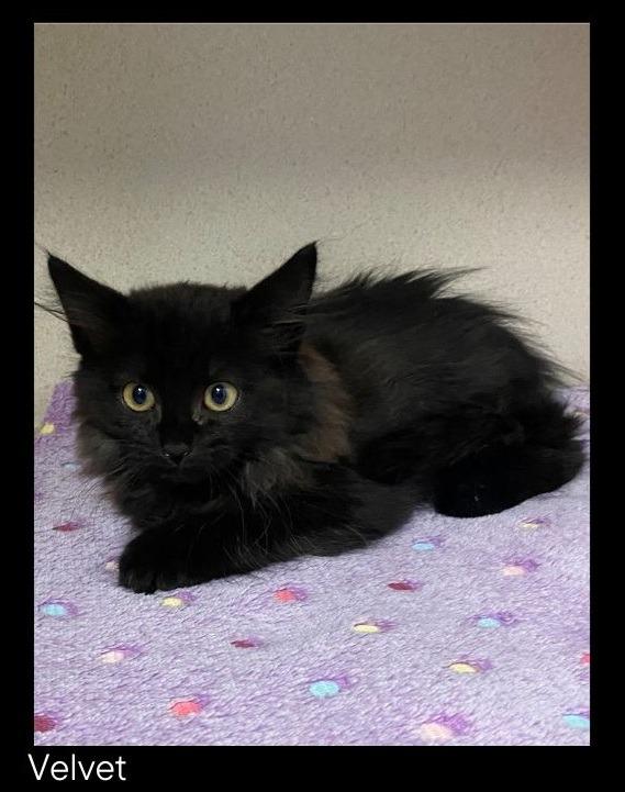 Velvet, Adopted, Kitten Female Domestic Long Hair.