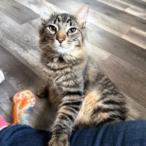 Whiskey & Bourbon, Adoptable, Young Male Domestic Short Hair & Domestic Medium Hair.