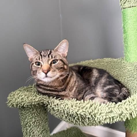 Enlarge Whiskey & Bourbon, a Adoptable mixed breed in Rochester, NY image 3/3