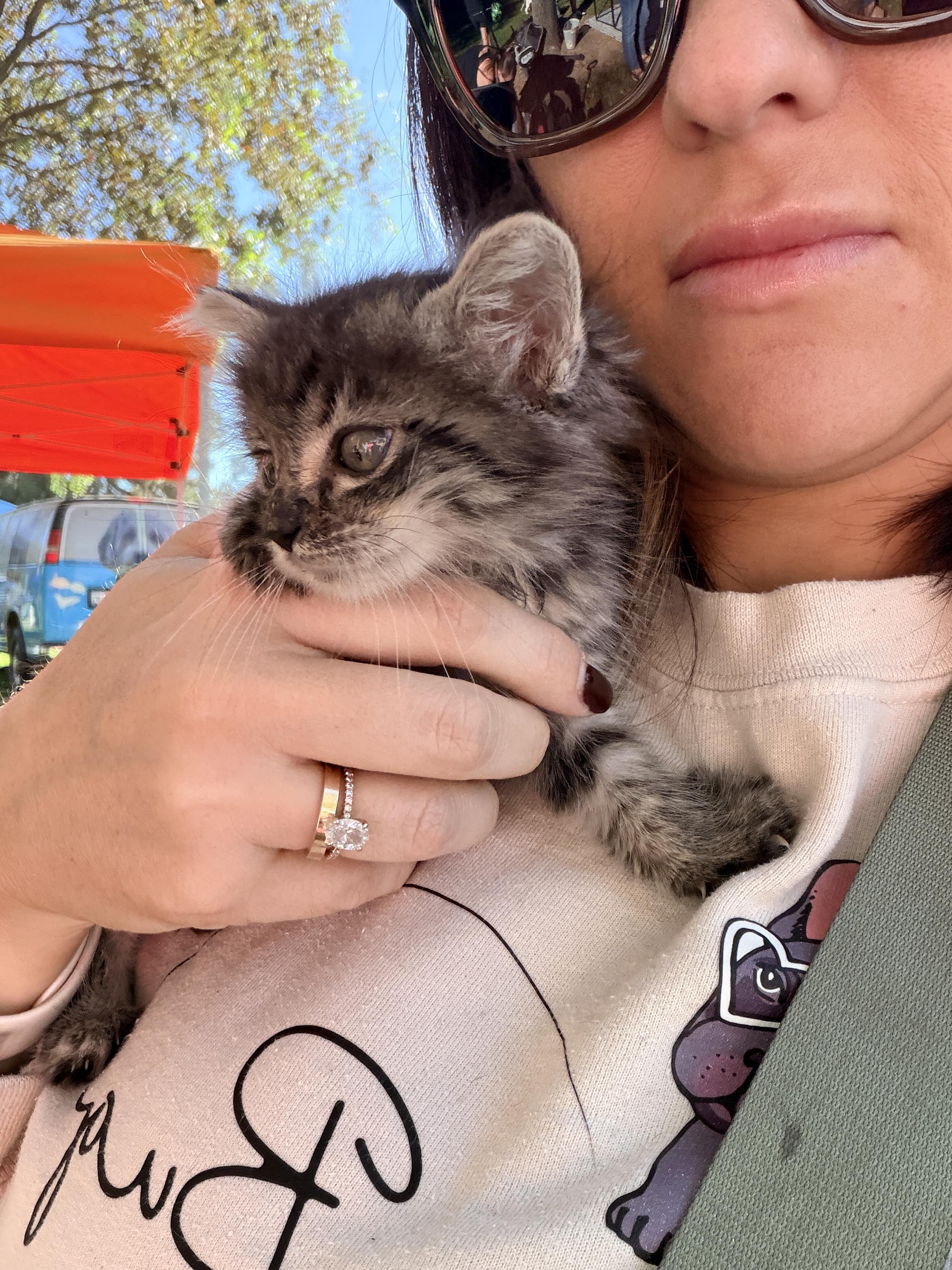 Enlarge Bug, a Adopted Domestic Medium Hair in Penryn, CA image 3/3