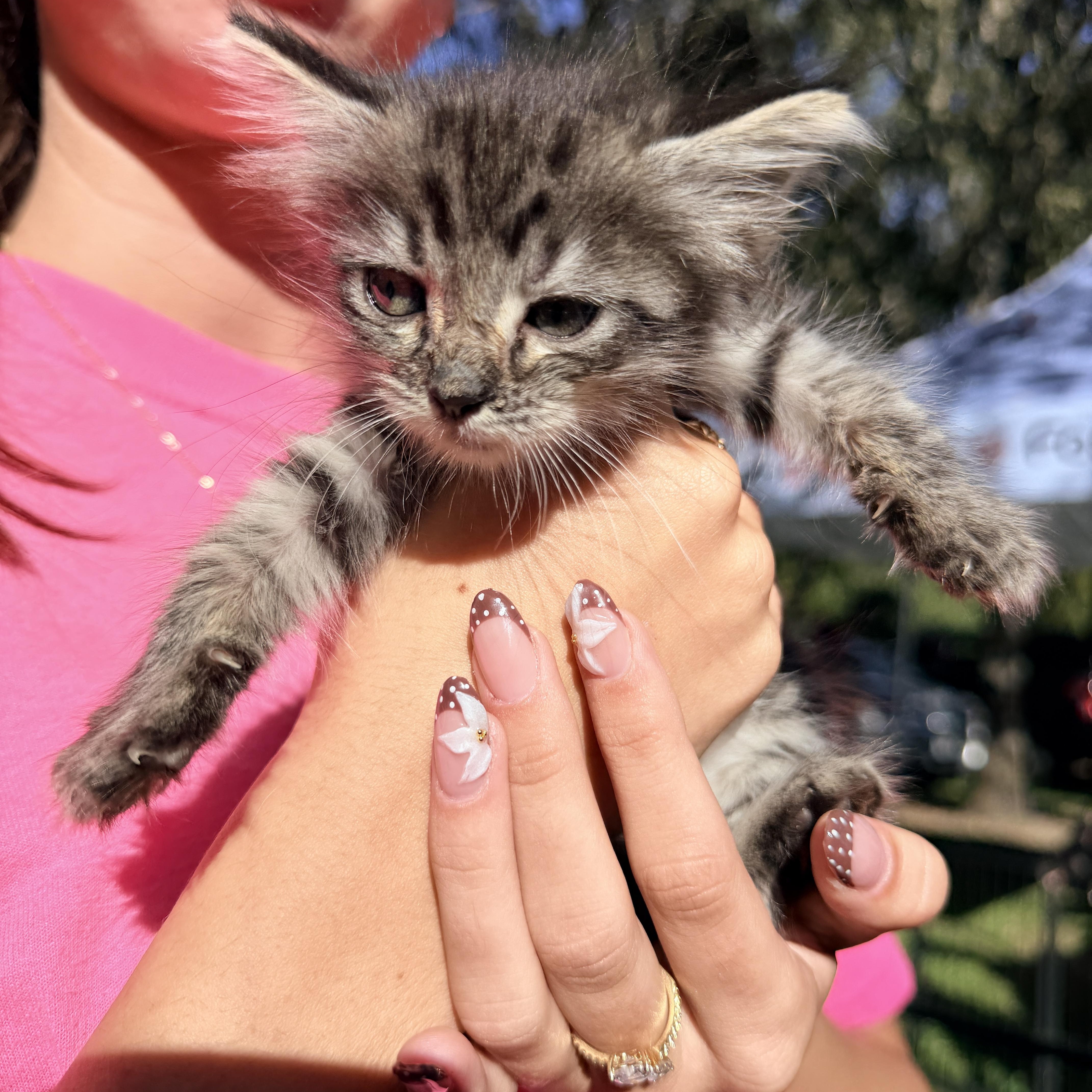 Enlarge Bug, a Adopted Domestic Medium Hair in Penryn, CA image 2/3