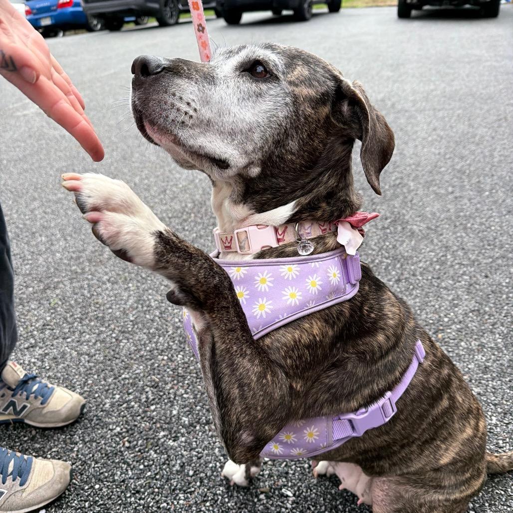 Biddie, Adoptable, Senior Female Plott Hound.