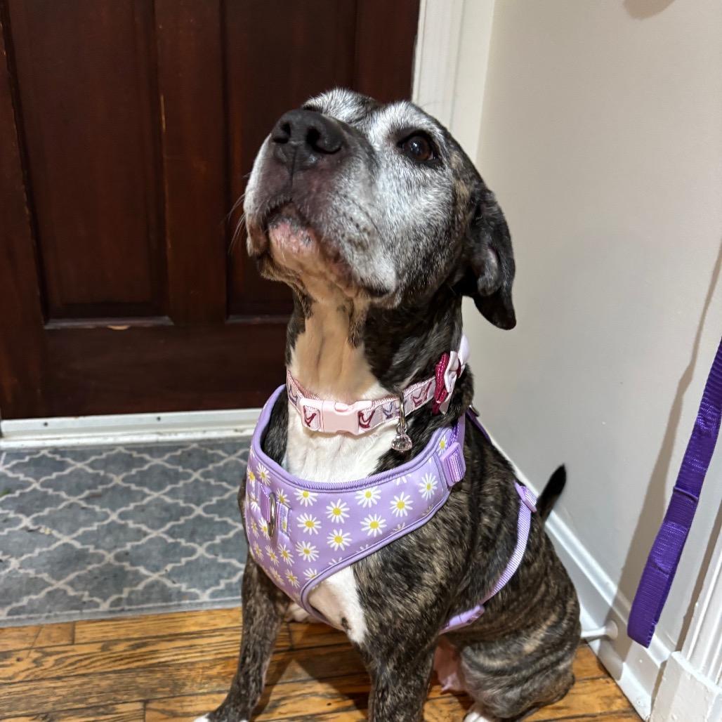 Biddie, a Adoptable Plott Hound in Parkton, MD image 1/6