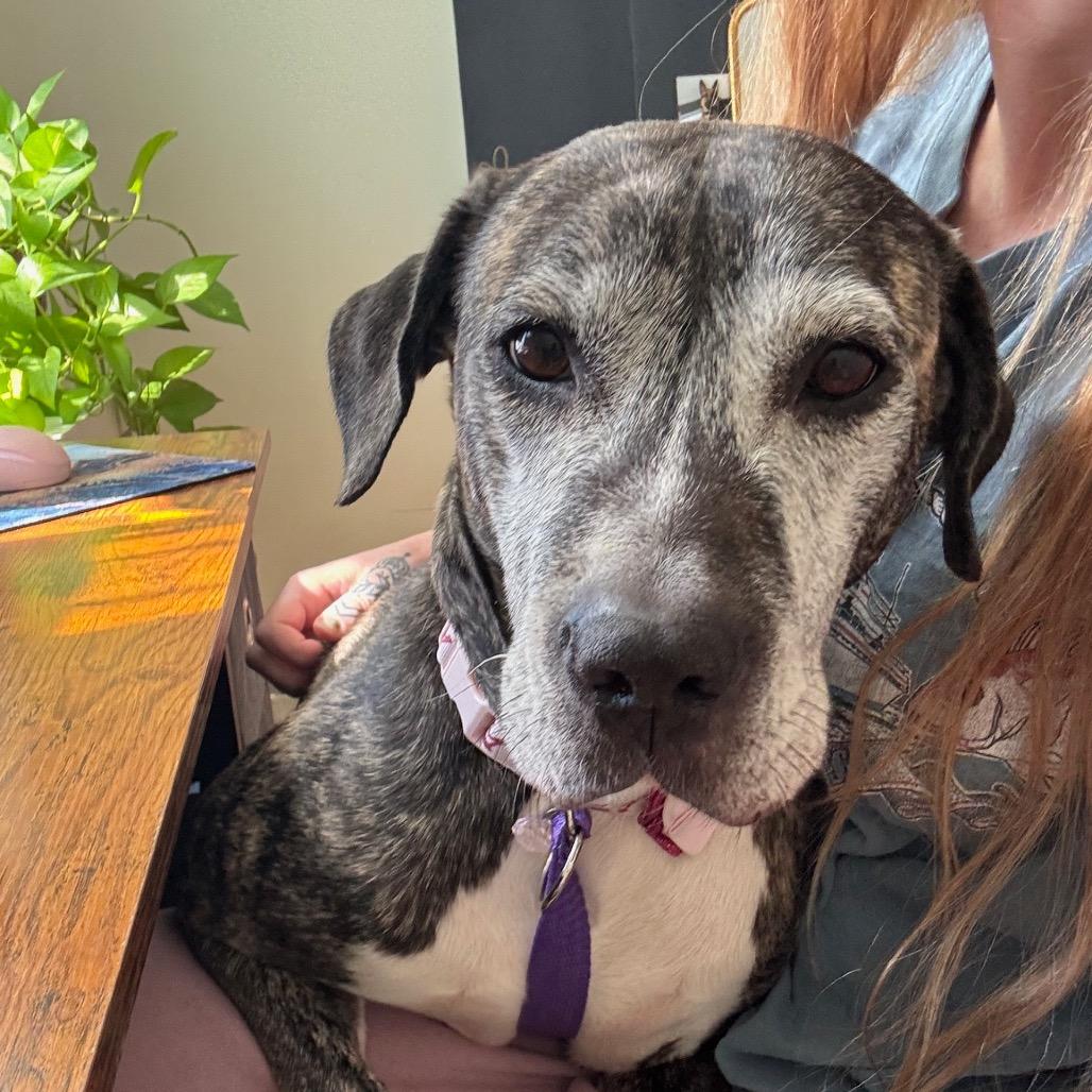 Biddie, a Adoptable Plott Hound in Parkton, MD image 2/6