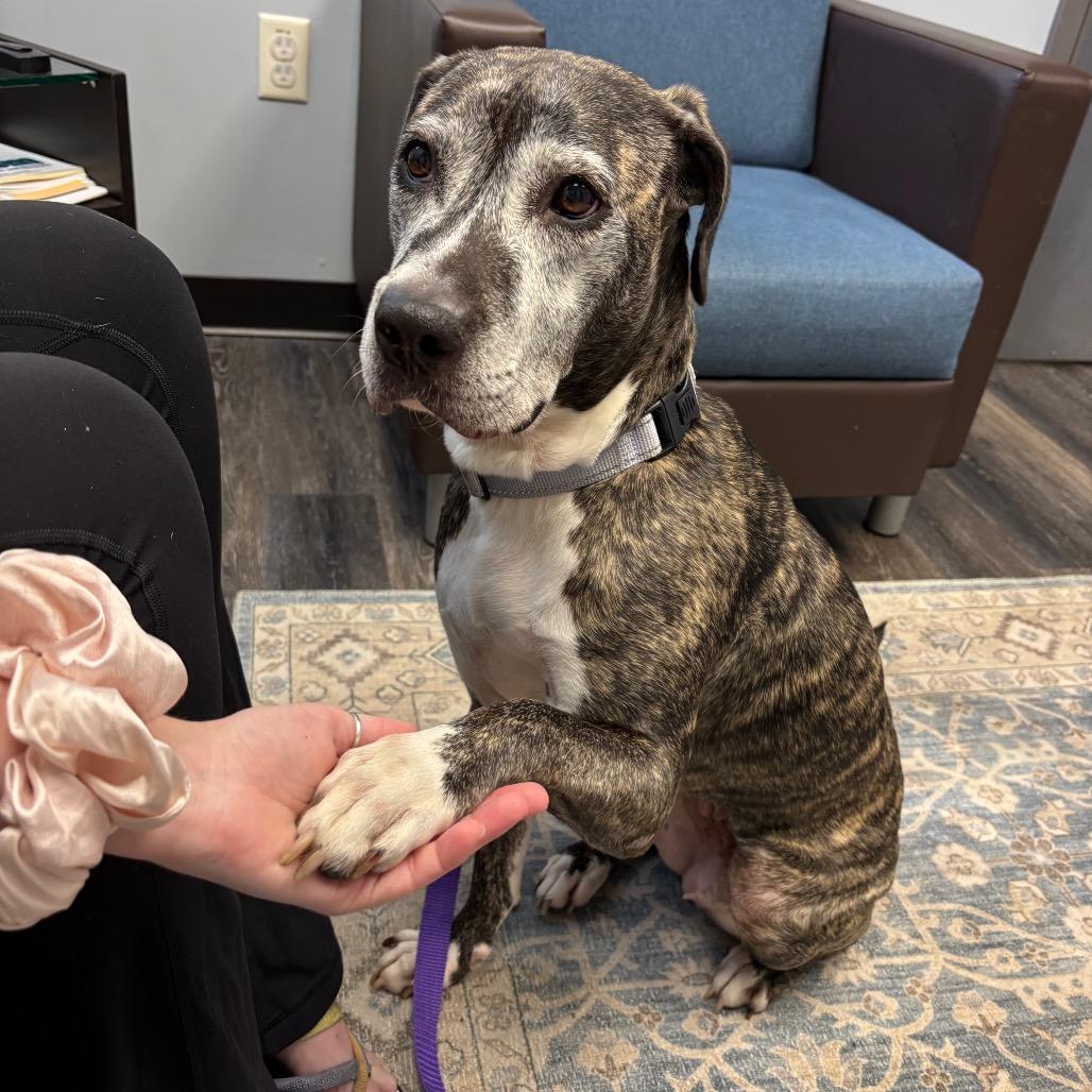 Biddie, a Adoptable Plott Hound in Parkton, MD image 3/6