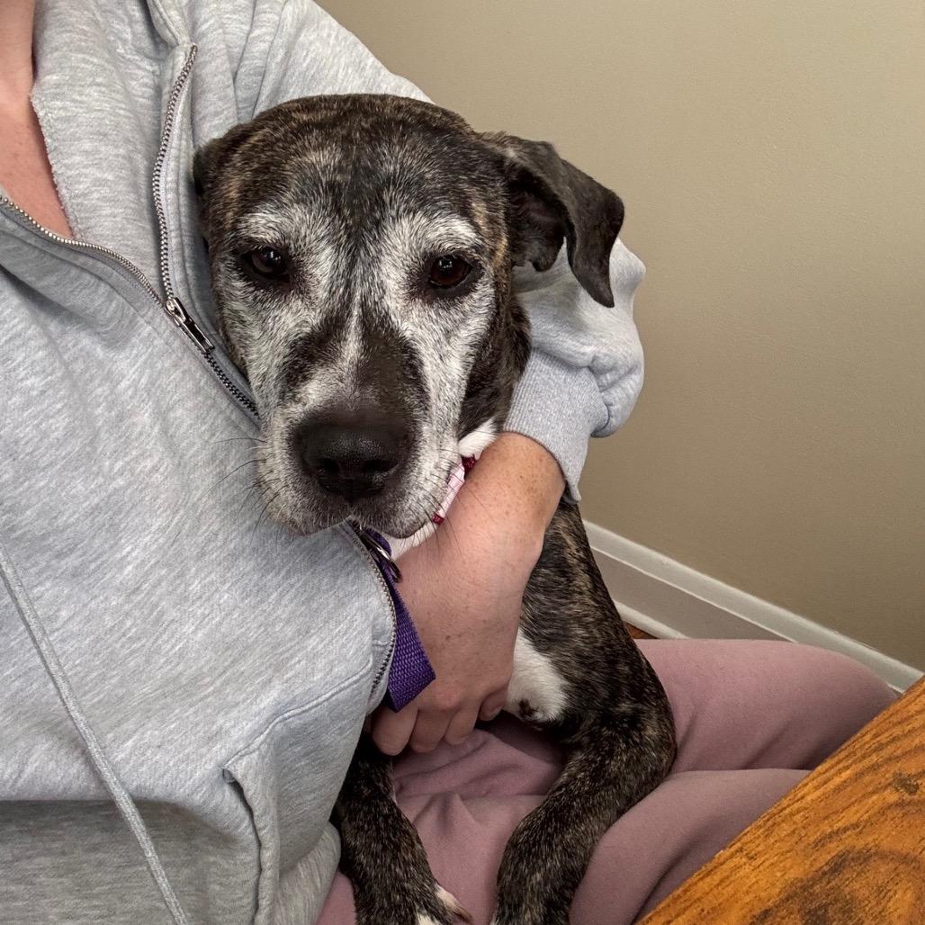 Biddie, a Adoptable Plott Hound in Parkton, MD image 4/6