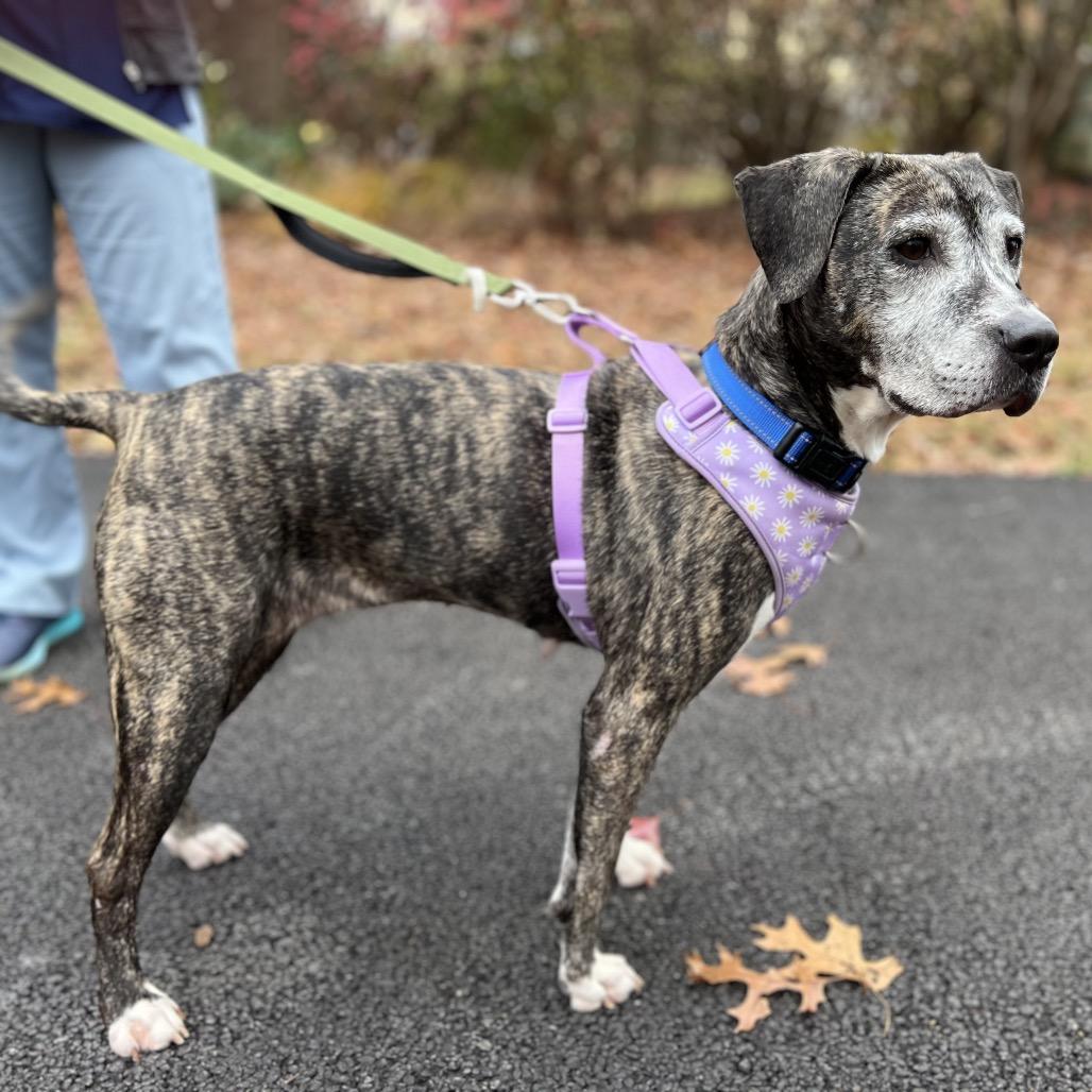 Biddie, a Adoptable Plott Hound in Parkton, MD image 5/6