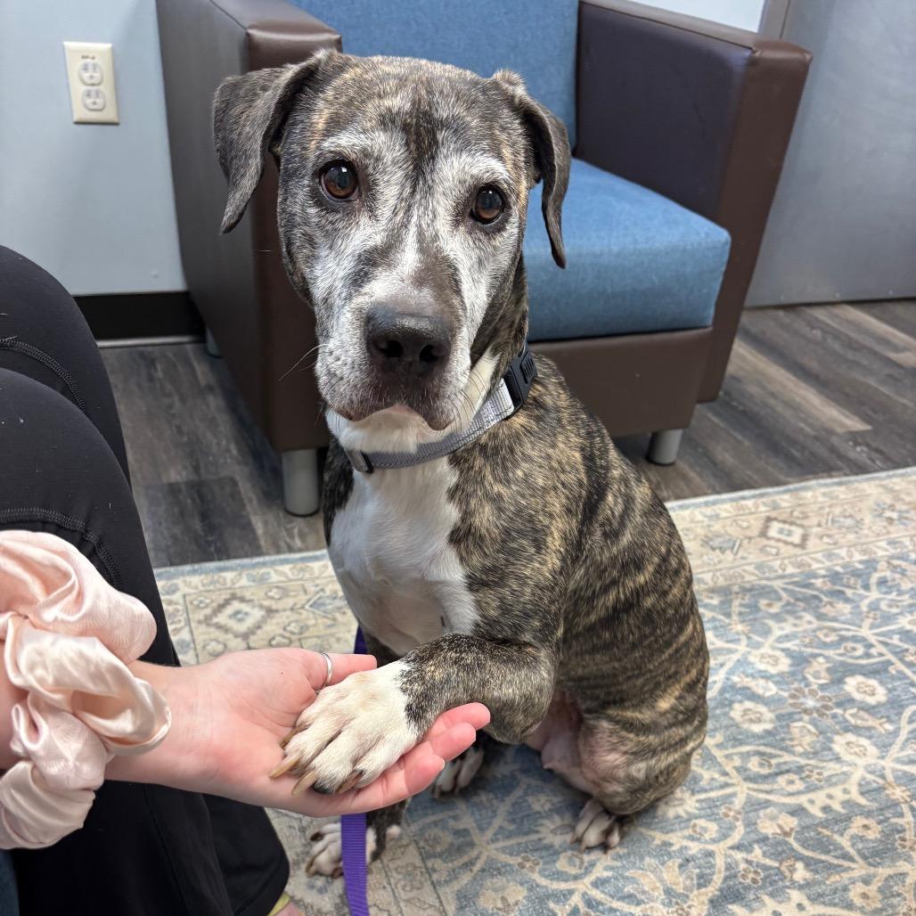 Biddie, a Adoptable Plott Hound in Parkton, MD image 6/6