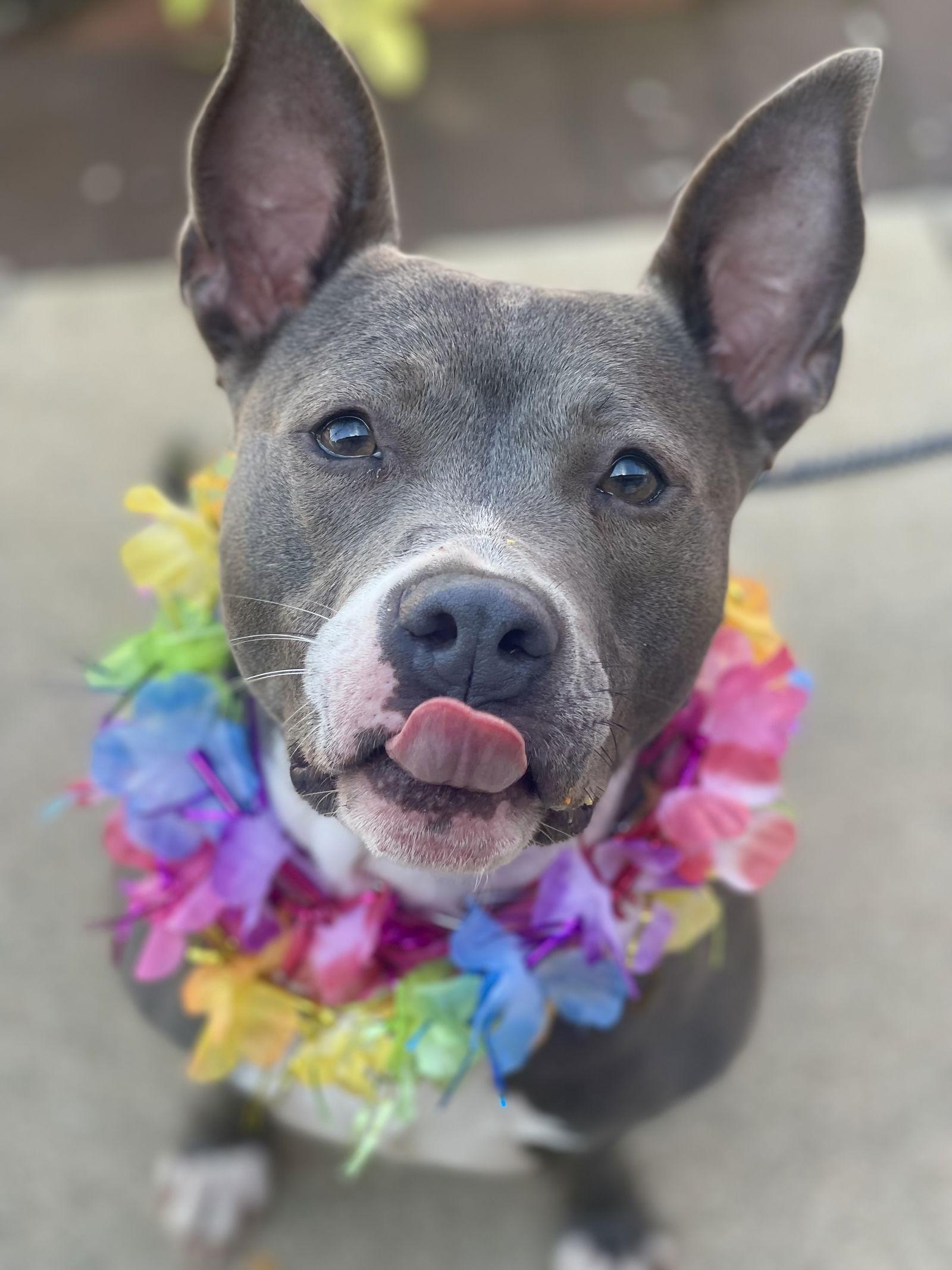 Mia, Adoptable, Adult Female Terrier.