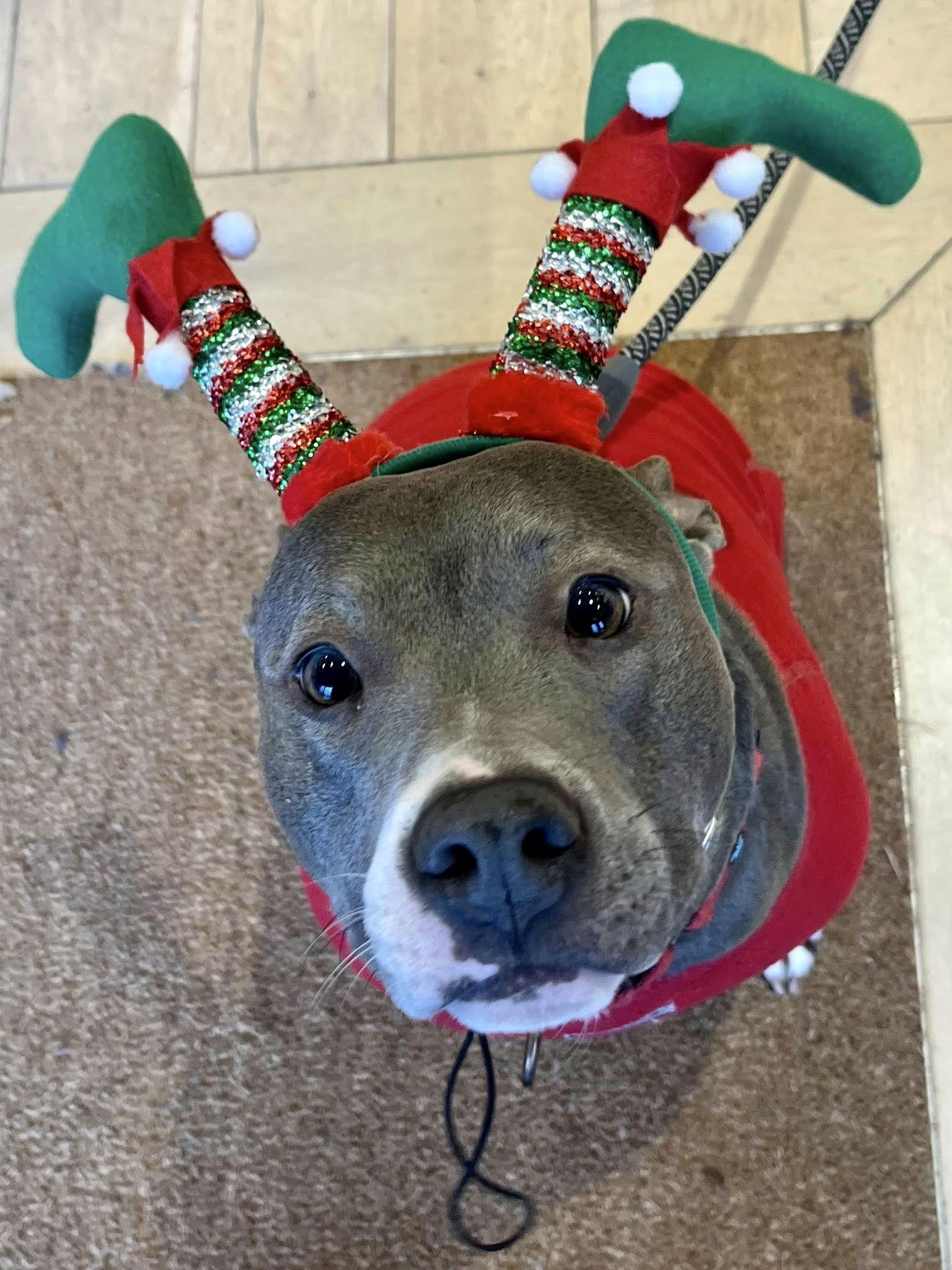 Enlarge Mia, a Adoptable Terrier in Blackwood, NJ image 2/3