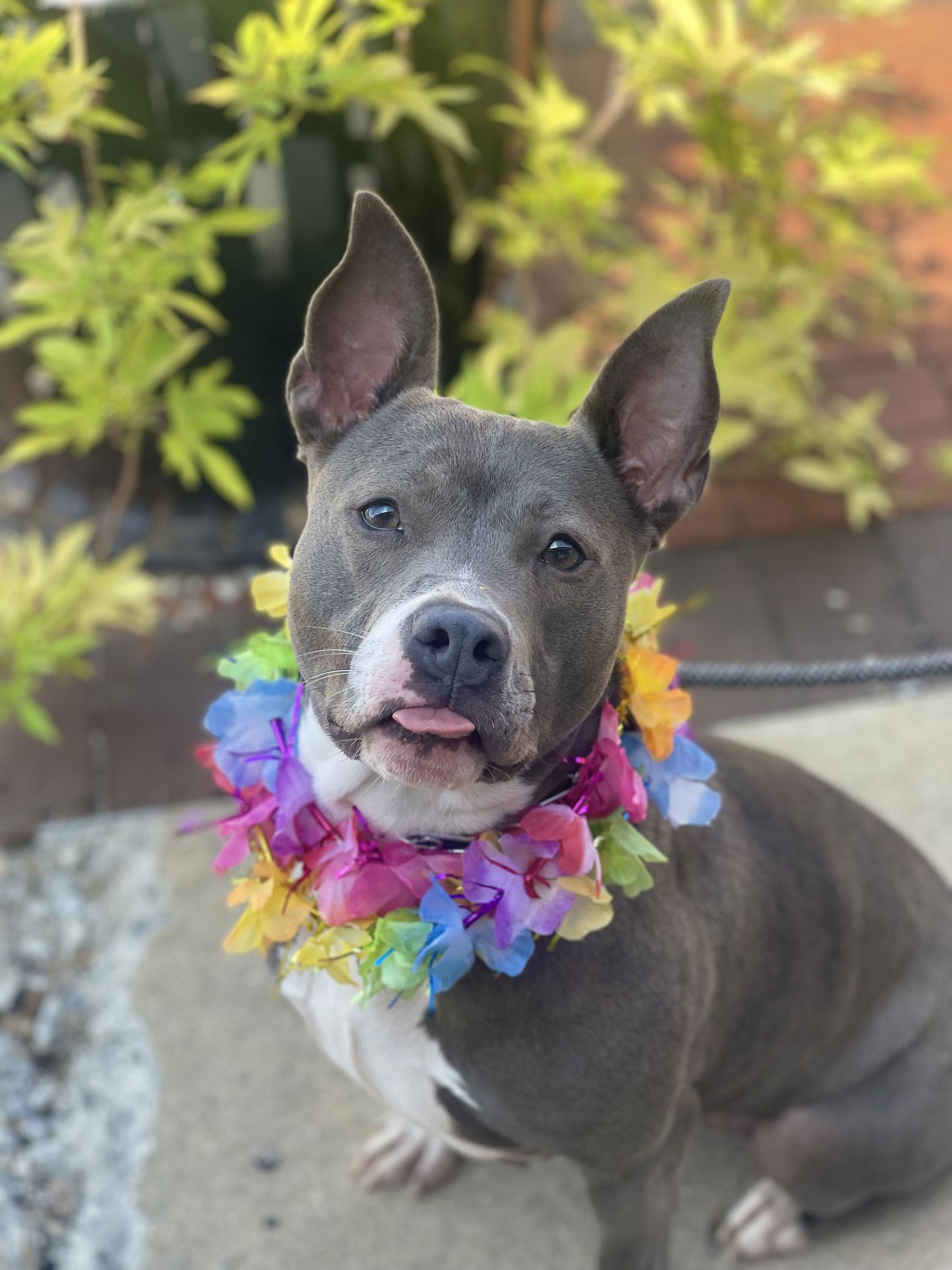 Enlarge Mia, a Adoptable Terrier in Blackwood, NJ image 3/3