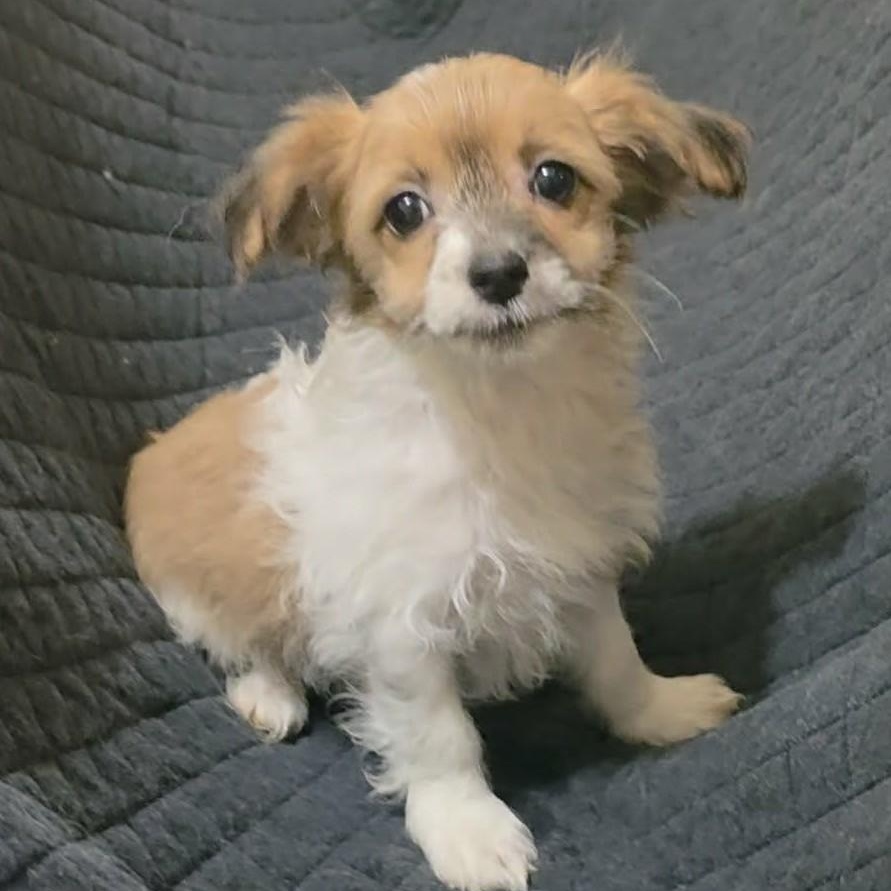 Petunia, adopted, Puppy Female Papillon & Spaniel.