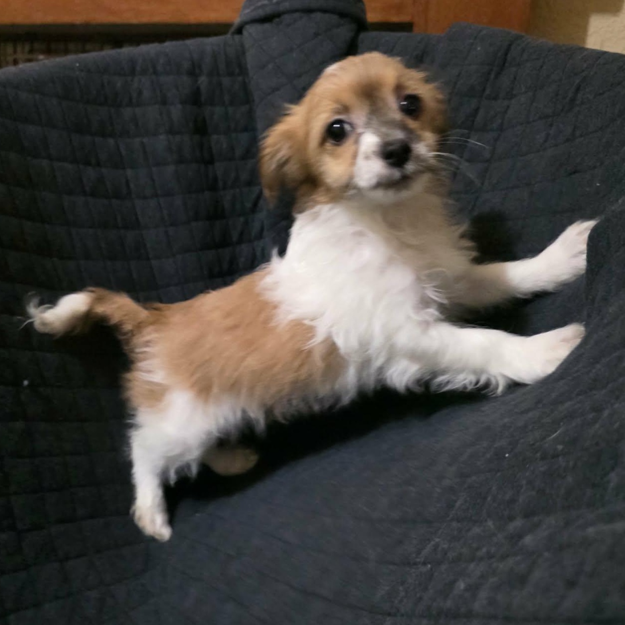 Enlarge Petunia, an adopted mixed breed in Oceanside, CA image 5/6