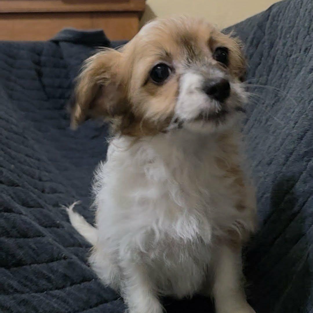 Enlarge Petunia, an adopted mixed breed in Oceanside, CA image 4/6