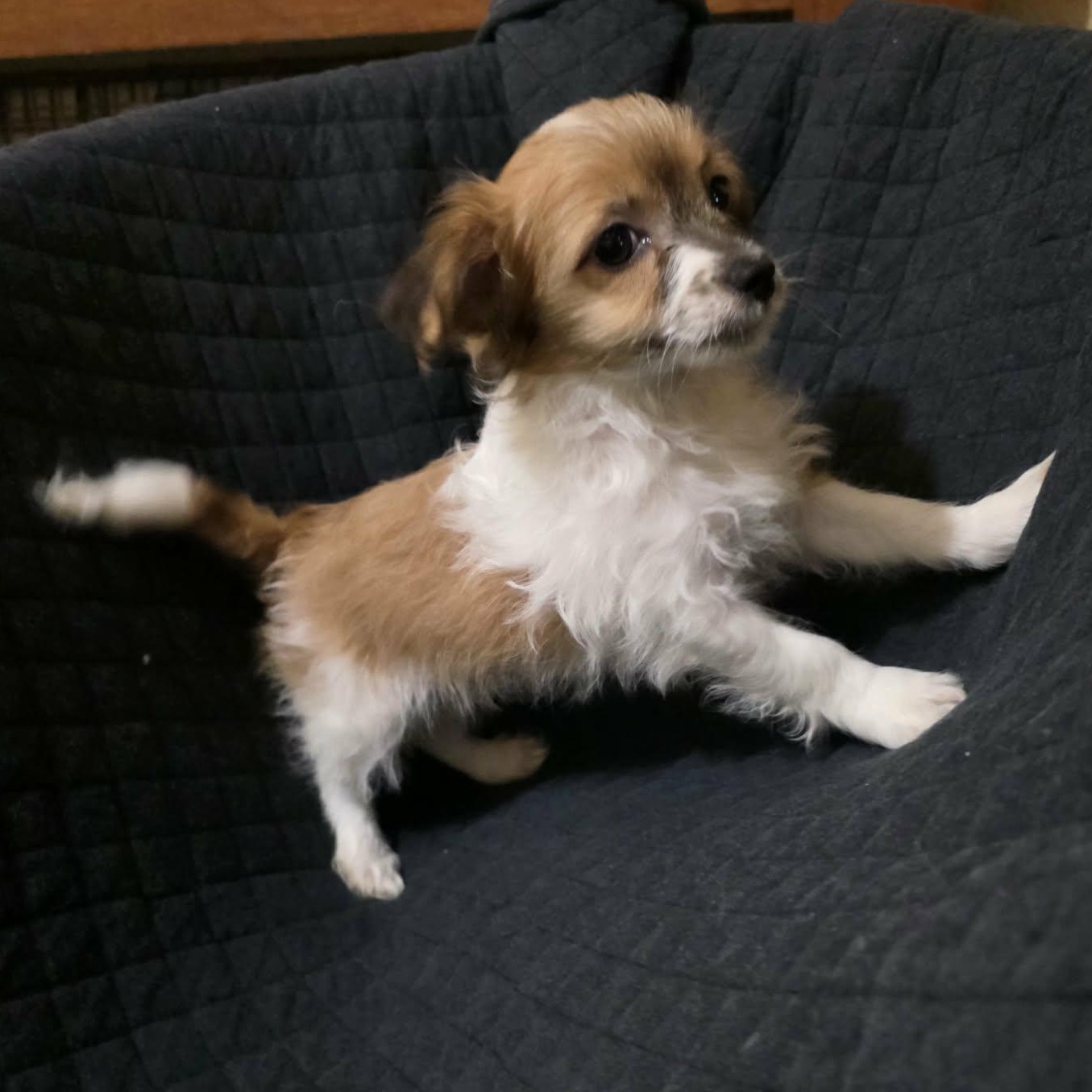 Enlarge Petunia, an adopted mixed breed in Oceanside, CA image 2/6