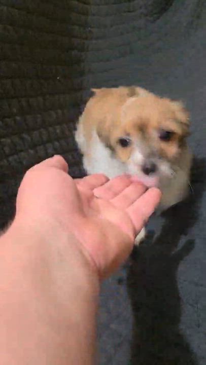 Enlarge Petunia, an adopted mixed breed in Oceanside, CA video 6/6