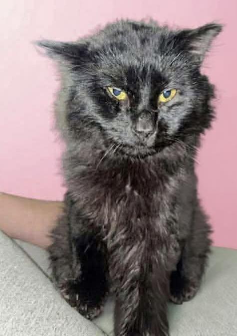 Coal, ADOPTABLE, Young Male Domestic Short Hair.