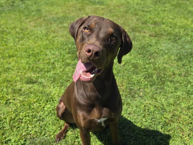 HERSHEY, Adoptable, Young Male Labrador Retriever.