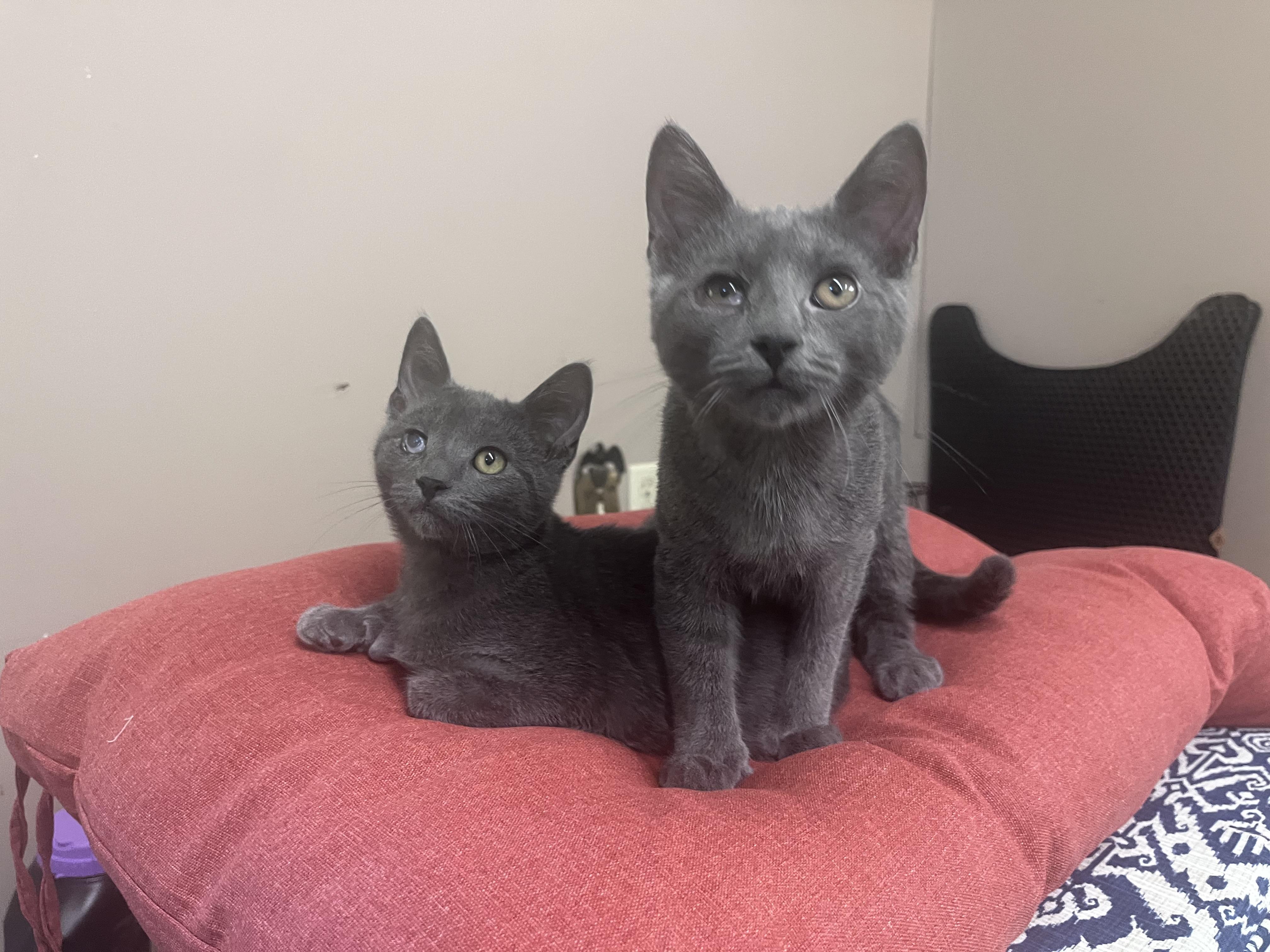 Enlarge Marlin, a Adoptable mixed breed in Xenia, OH image 3/6