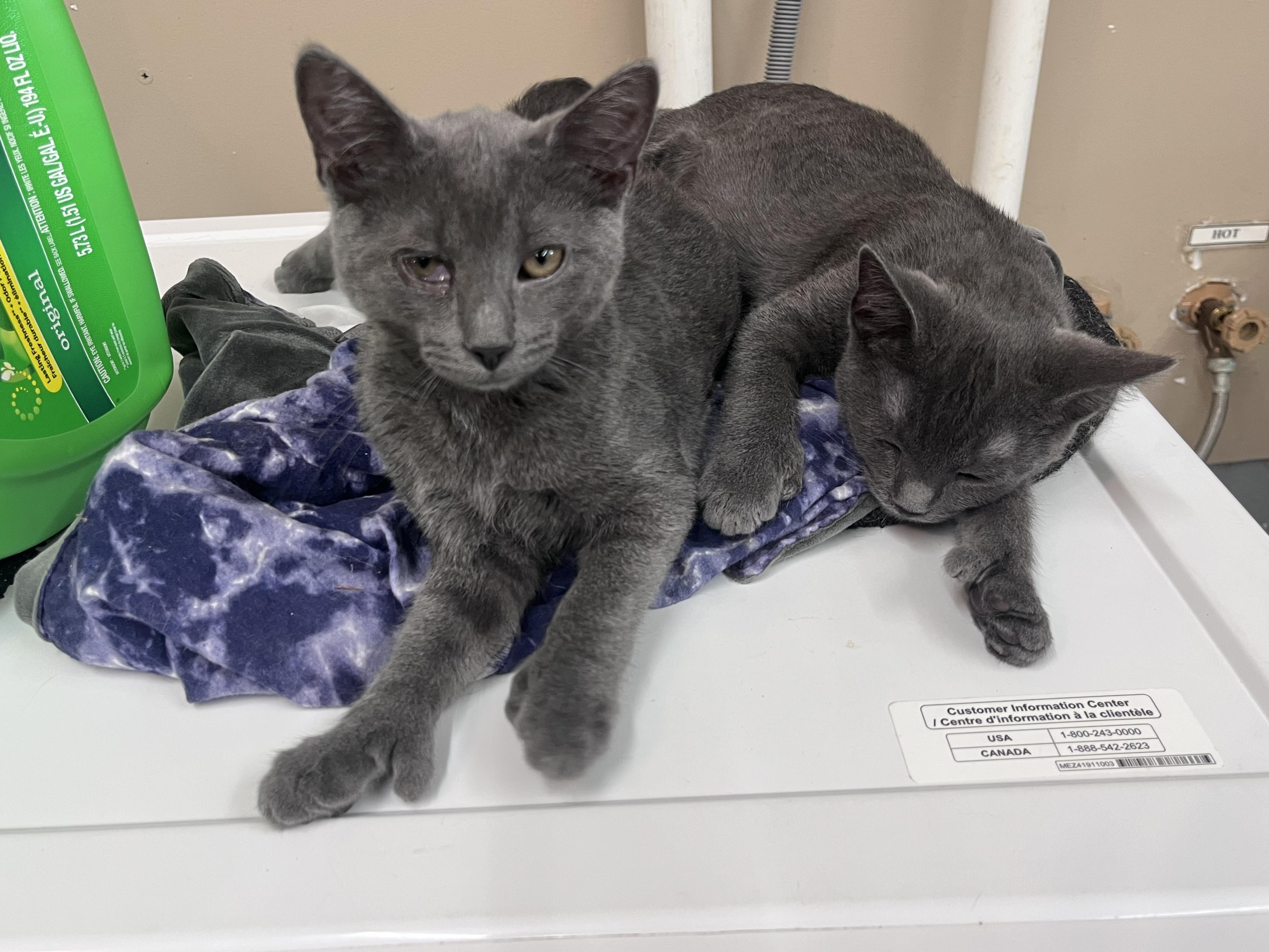 Enlarge Marlin, a Adoptable mixed breed in Xenia, OH image 6/6
