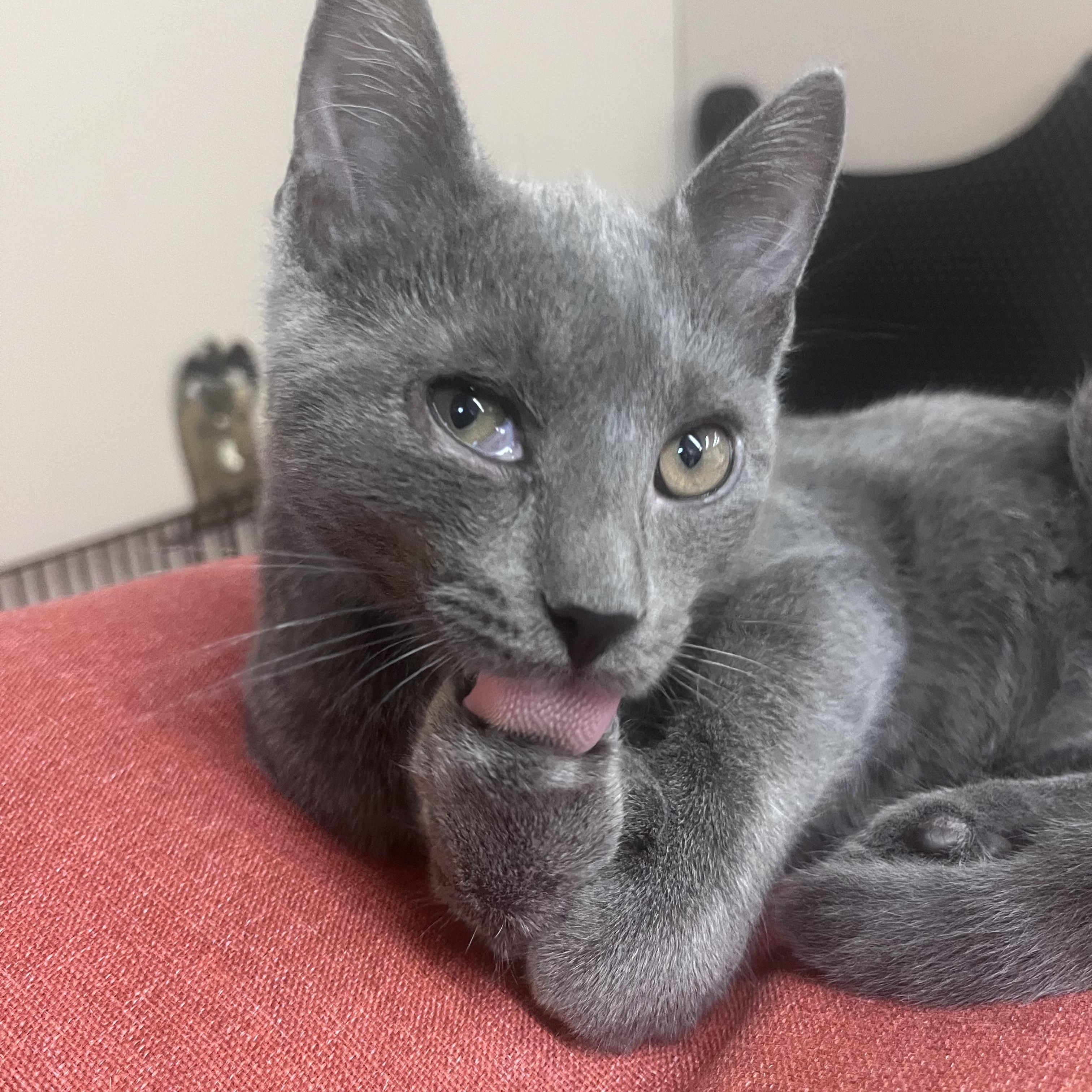 Enlarge Marlin, a Adoptable mixed breed in Xenia, OH image 4/6