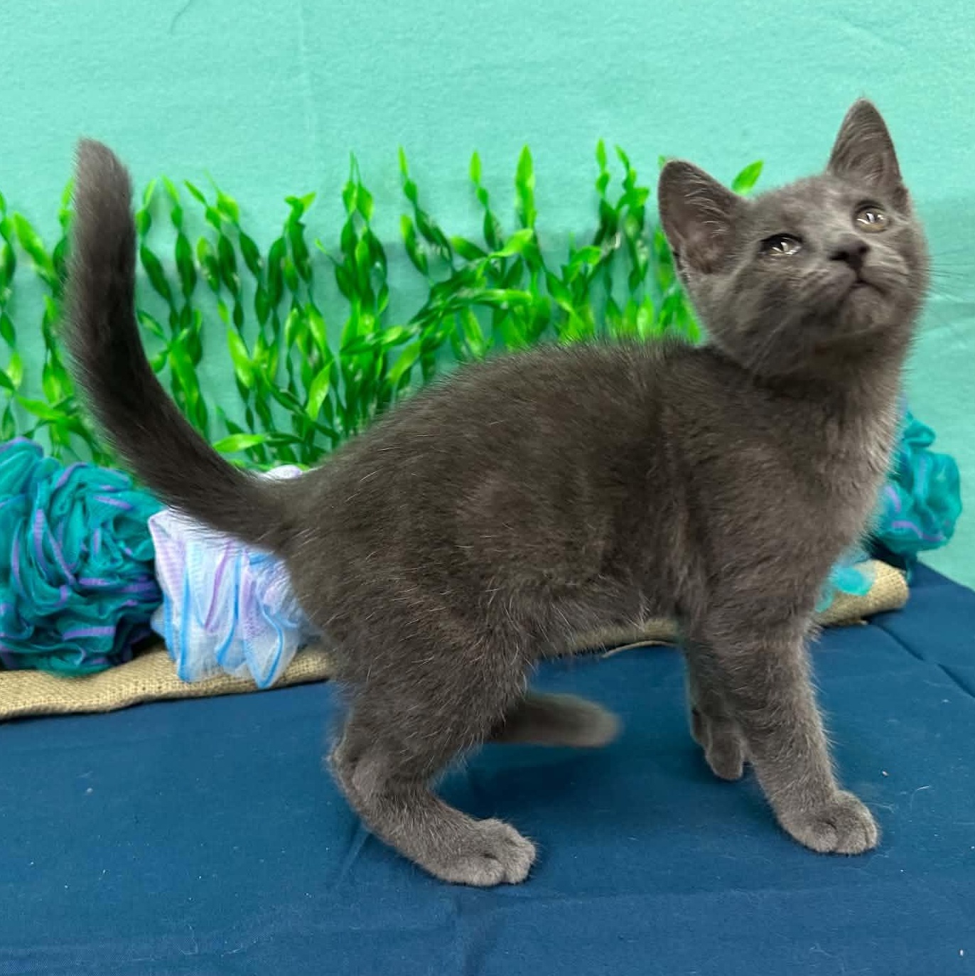 Marlin, Adoptable, Kitten Male Domestic Short Hair.