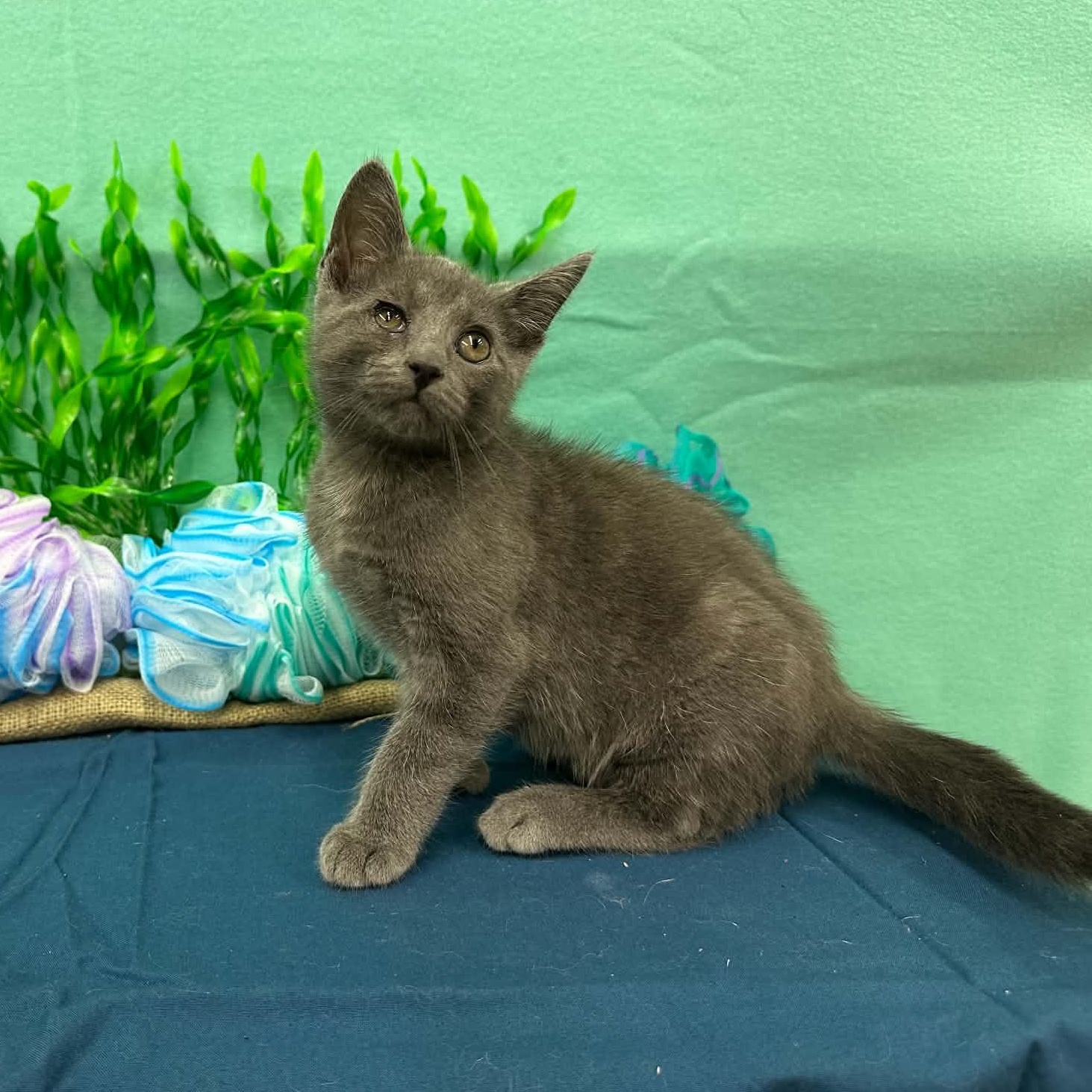 Marlin, a Adoptable mixed breed in Xenia, OH image 3/6