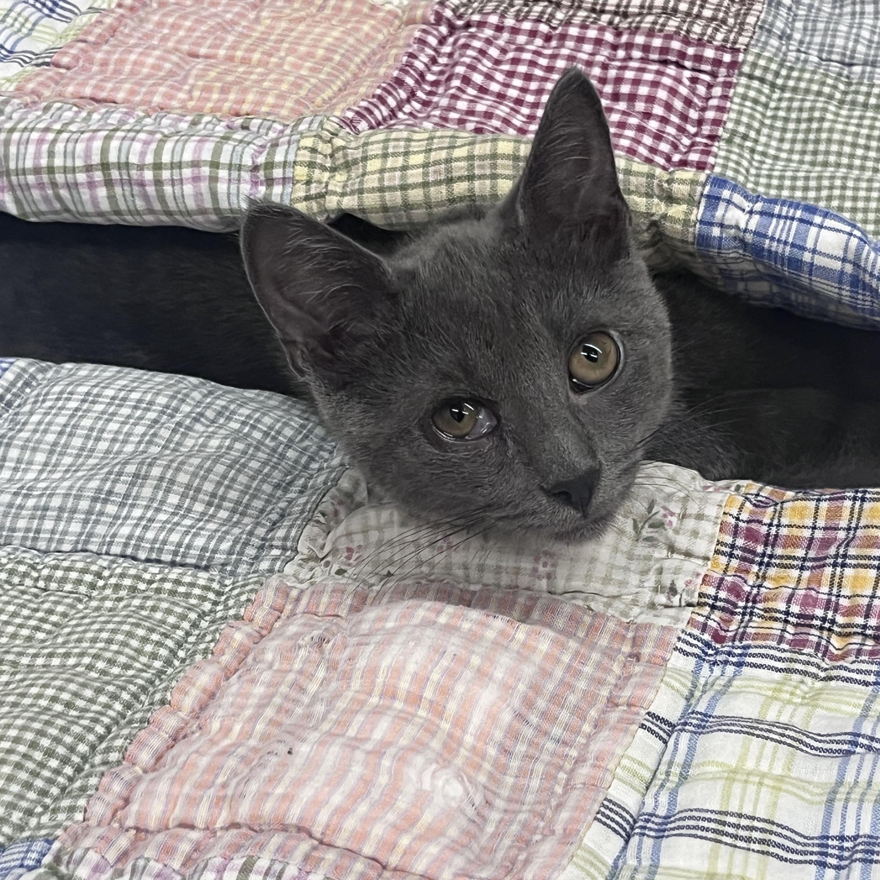 Marlin, Adoptable, Kitten Male Domestic Short Hair.