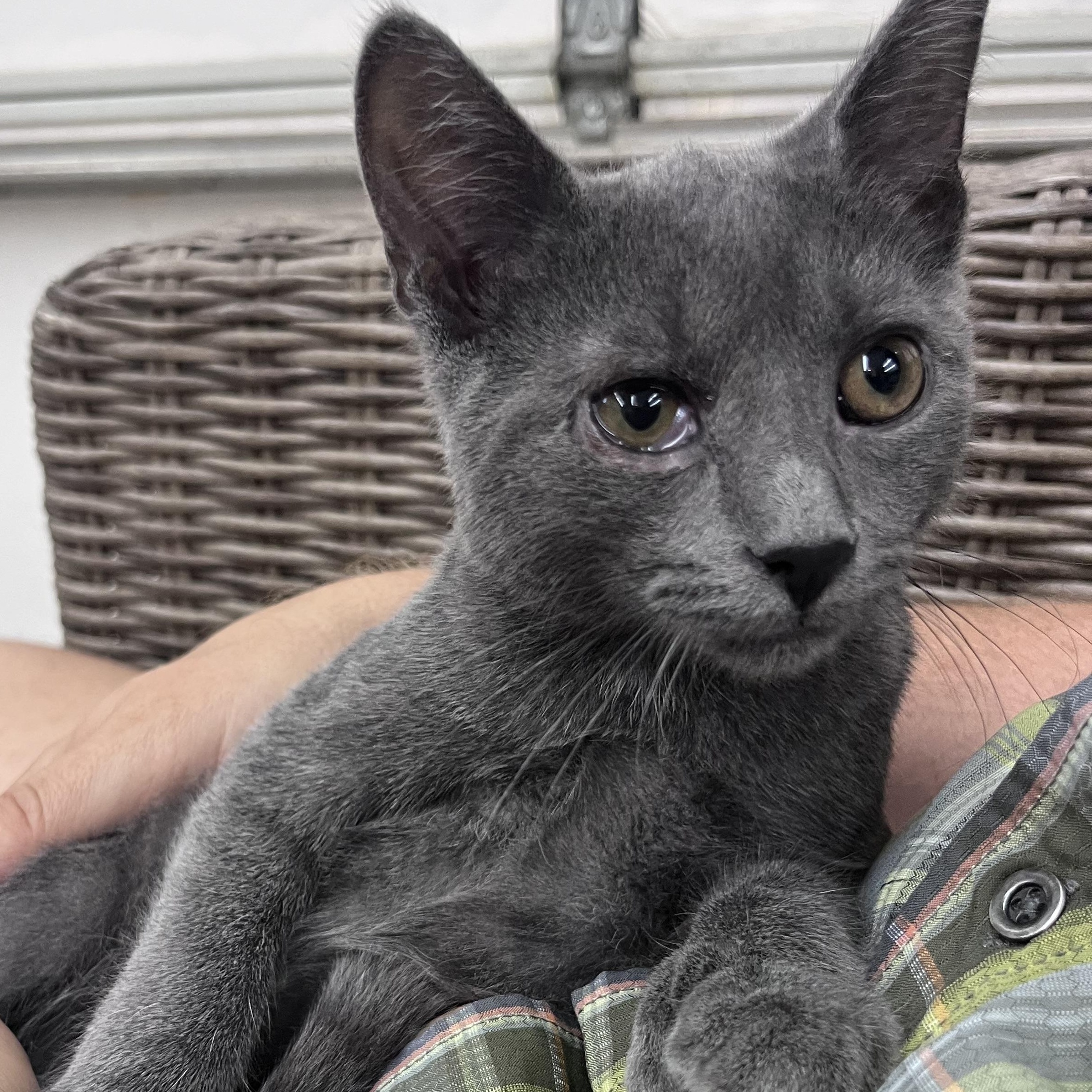 Enlarge Marlin, a Adoptable mixed breed in Xenia, OH image 5/6