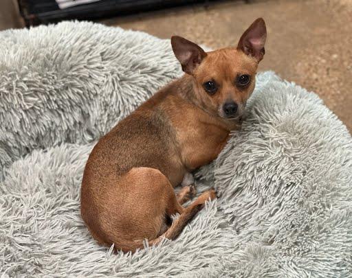 Copper, ADOPTABLE, Adult Male Chihuahua.