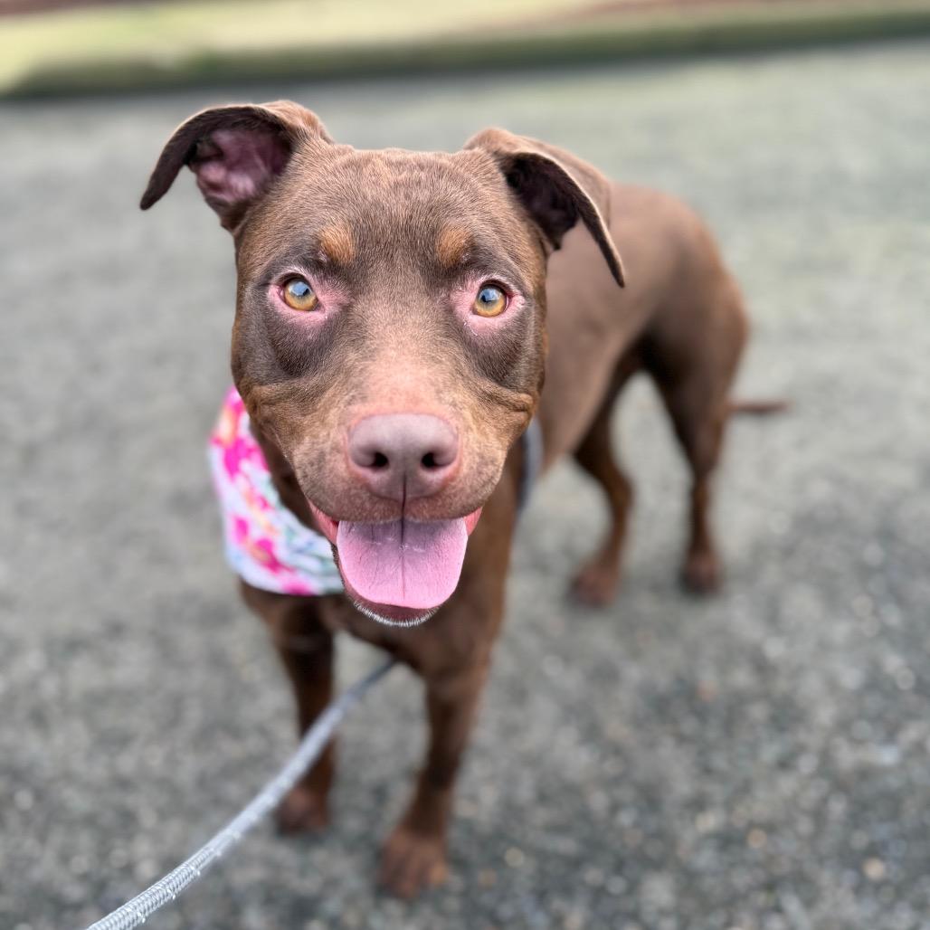 Enlarge Kima, a Adoptable mixed breed in Newberg, OR image 1/6