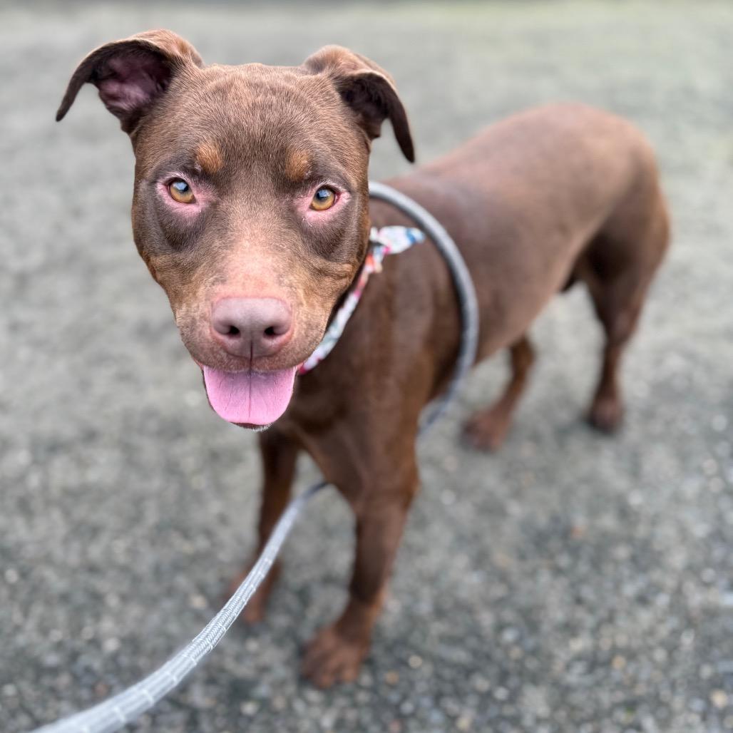 Enlarge Kima, a Adoptable mixed breed in Newberg, OR image 2/6