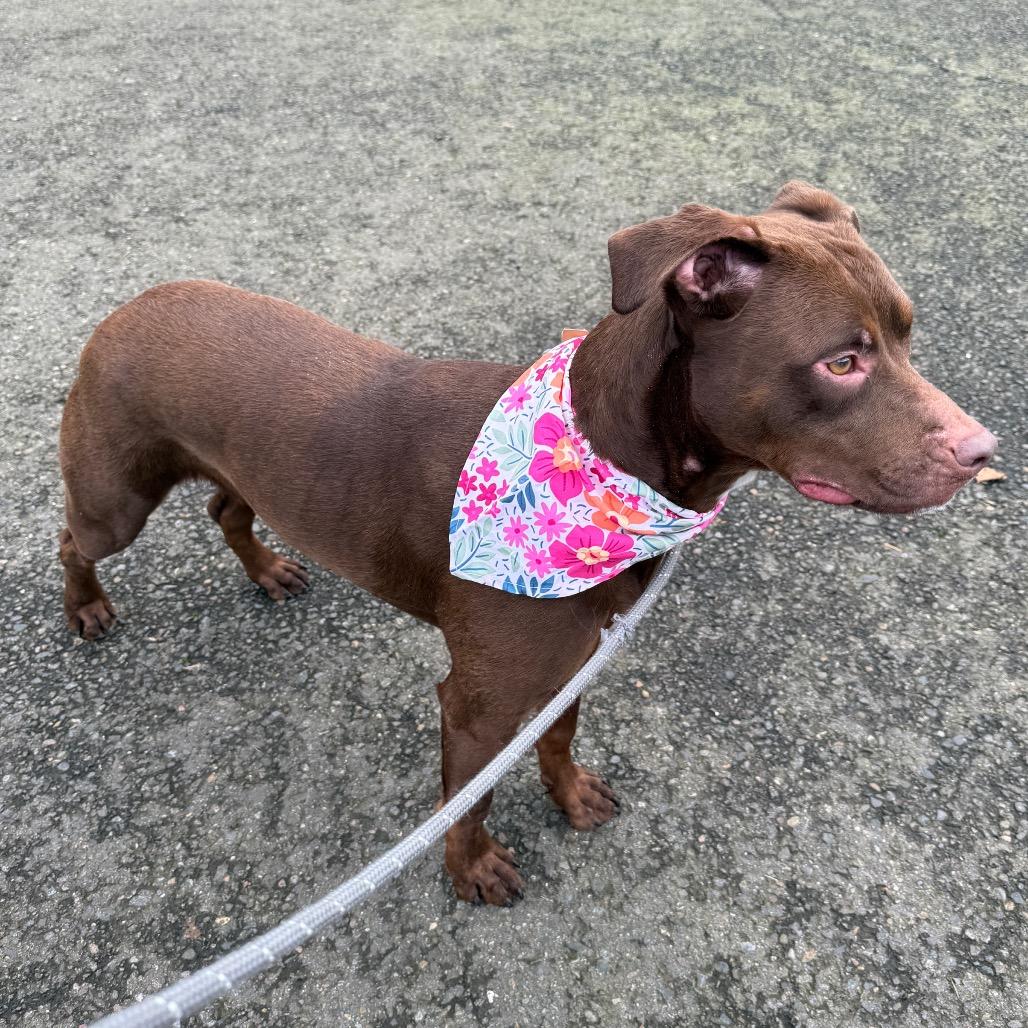 Enlarge Kima, a Adoptable mixed breed in Newberg, OR image 3/6