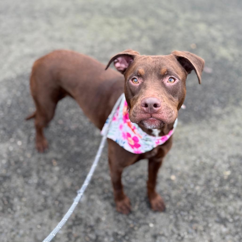 Enlarge Kima, a Adoptable mixed breed in Newberg, OR image 6/6