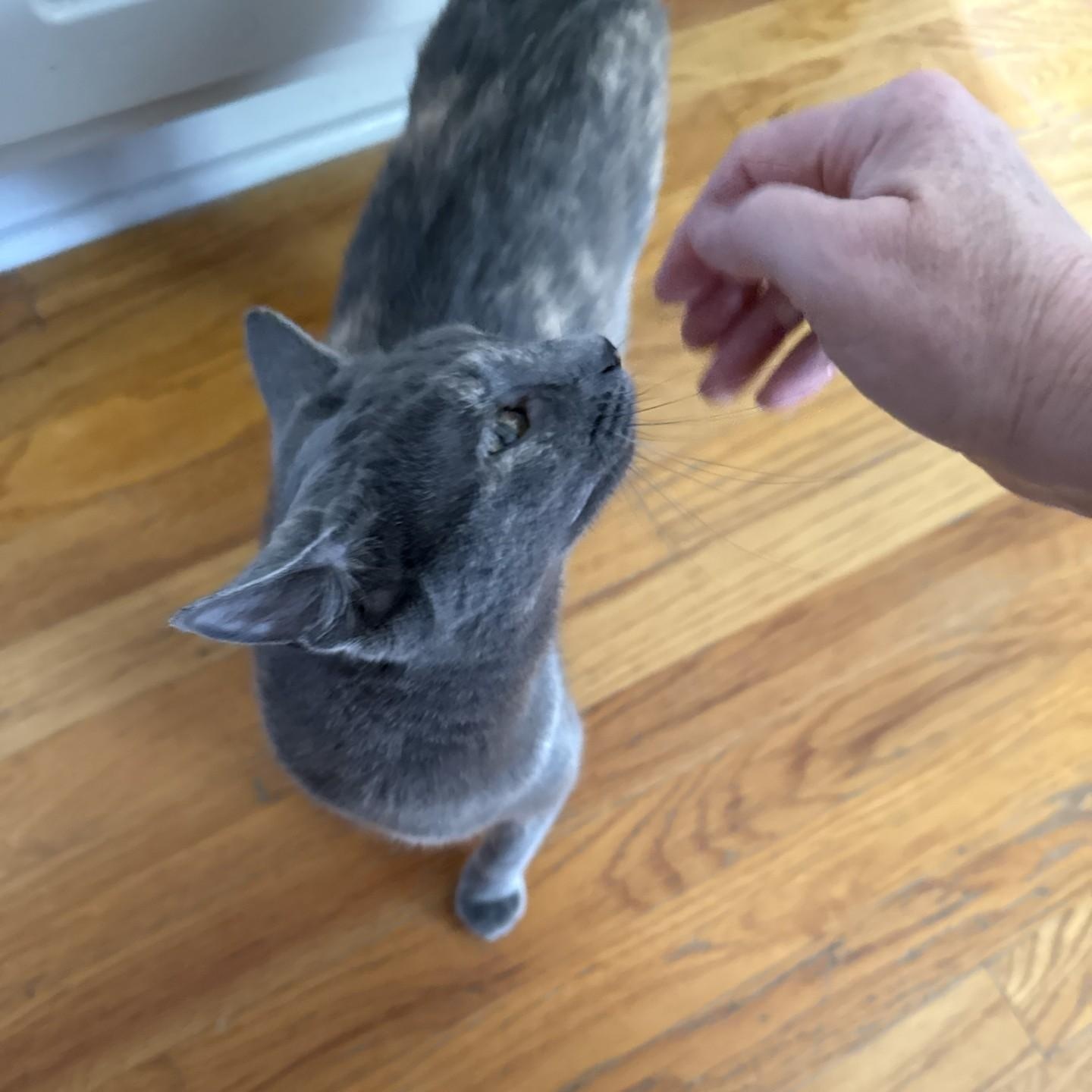 Enlarge Noelle, a ADOPTABLE Domestic Short Hair in SNOW HILL, NC image 1/1