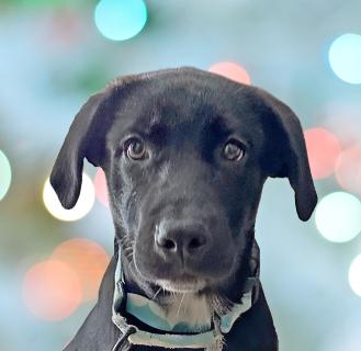 Ribsy, ADOPTABLE, Puppy Male Labrador Retriever.