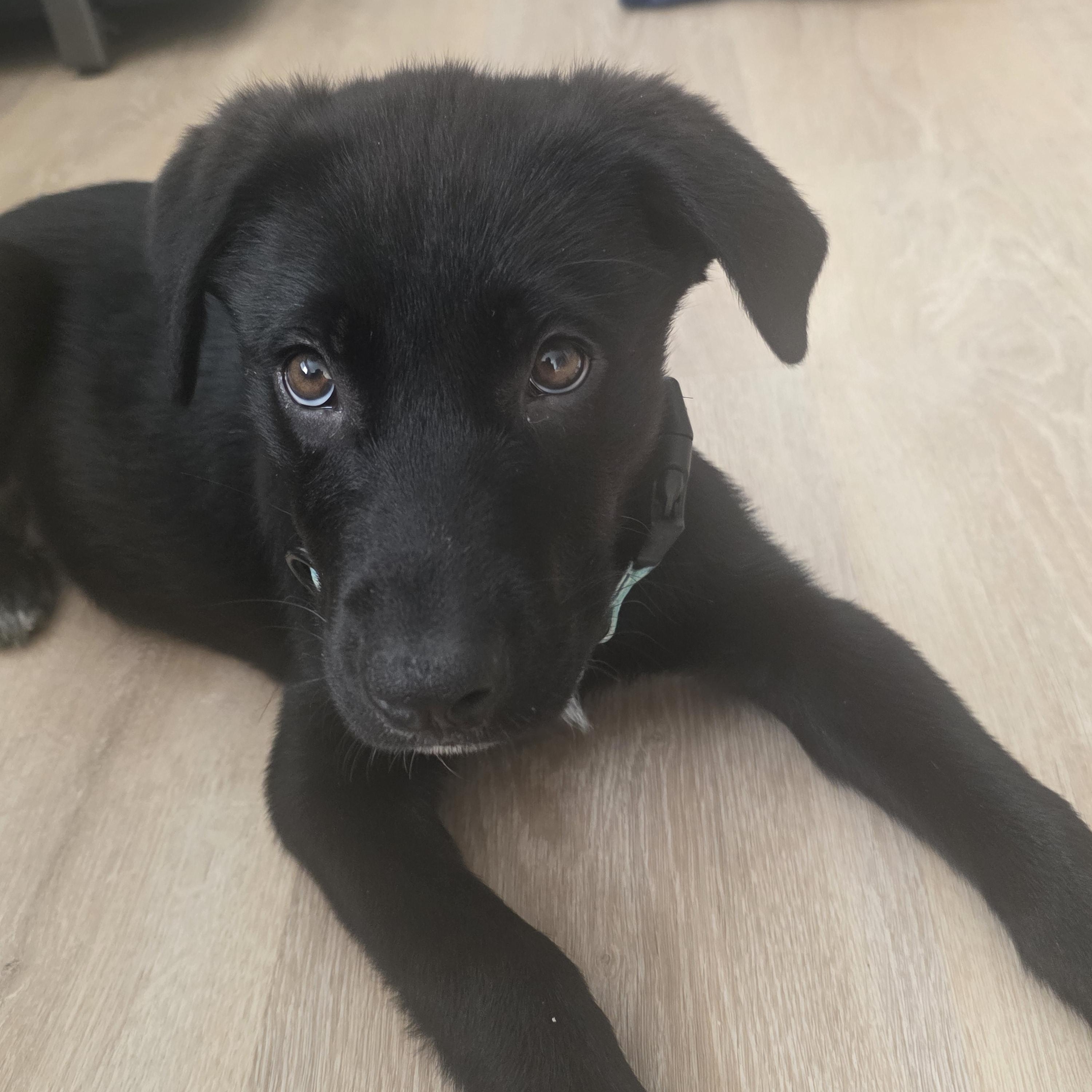 Ribsy, a ADOPTABLE mixed breed in Schaumburg, IL image 4/5