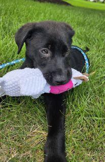 Ribsy, a ADOPTABLE mixed breed in Schaumburg, IL image 2/5