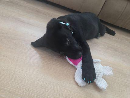 Ribsy, a ADOPTABLE mixed breed in Schaumburg, IL image 3/5