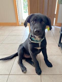 Ribsy, a ADOPTABLE mixed breed in Schaumburg, IL image 5/5
