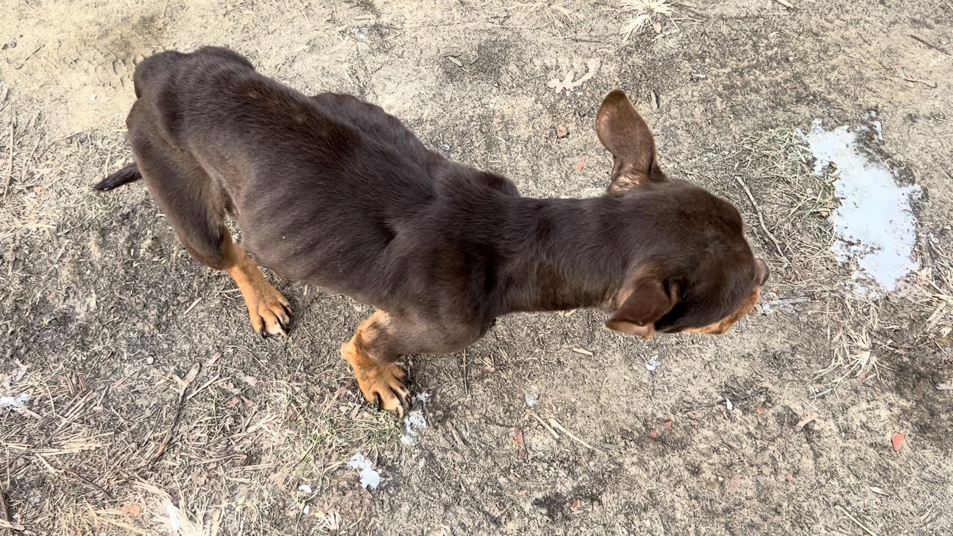 Enlarge Elvis, a ADOPTABLE mixed breed in Gaithersburg, MD image 3/5